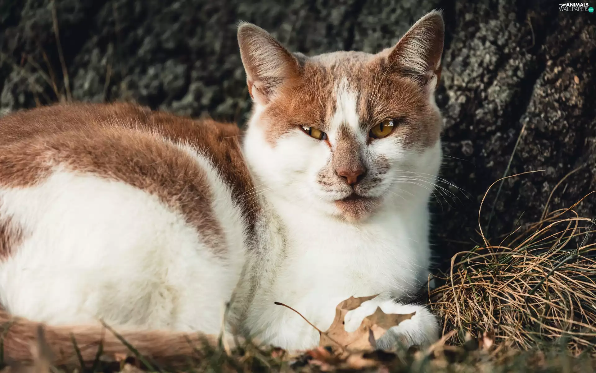 lying, white and red, cat