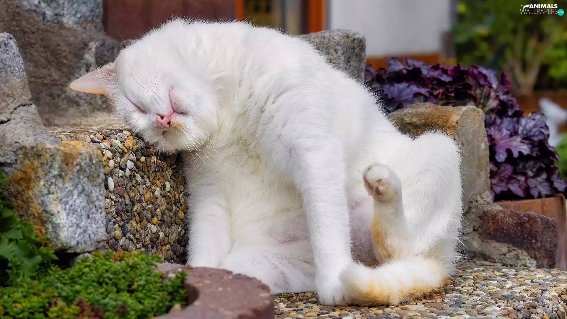 Stones, white and red, cat