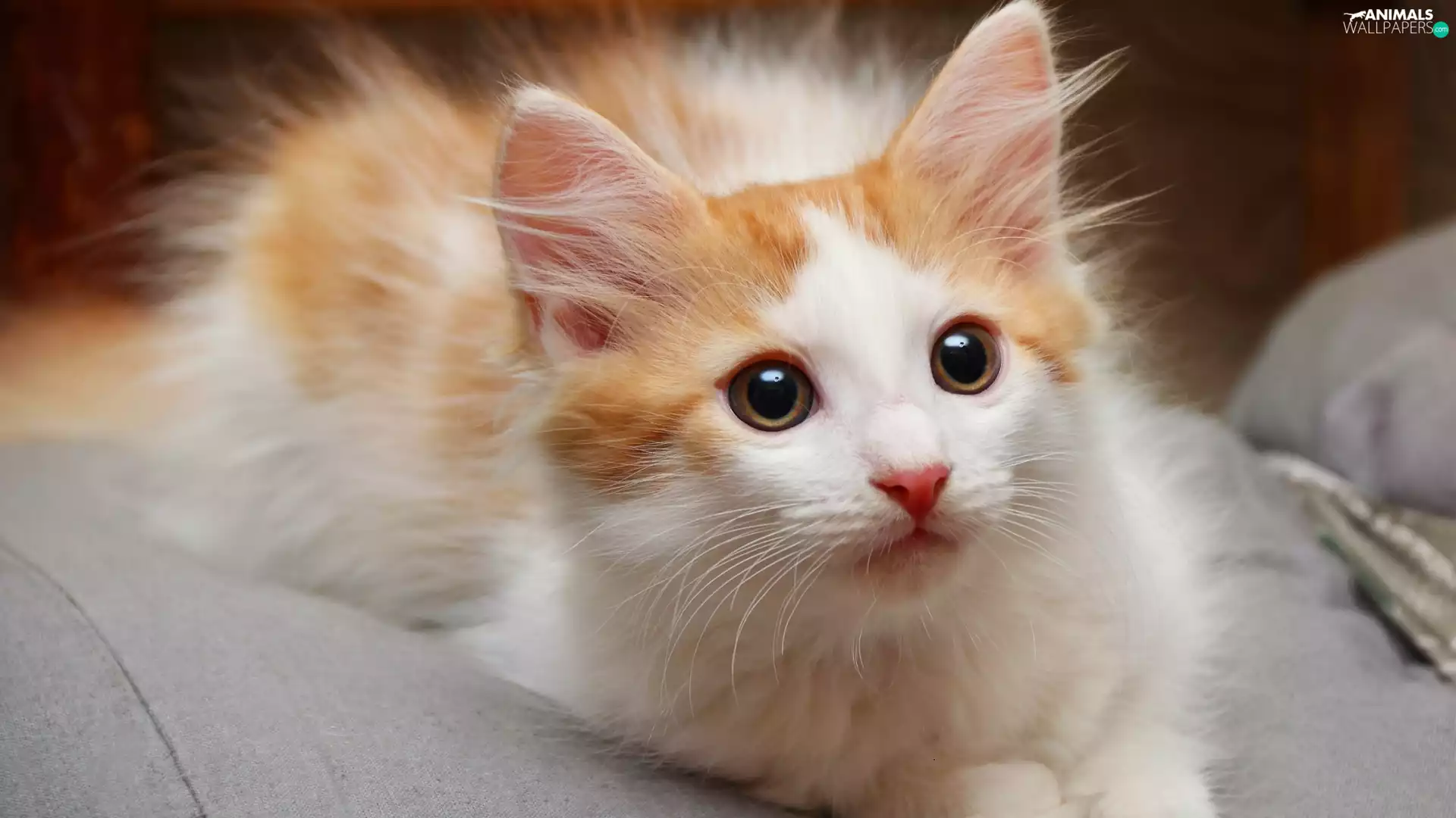 cat, white and red, small
