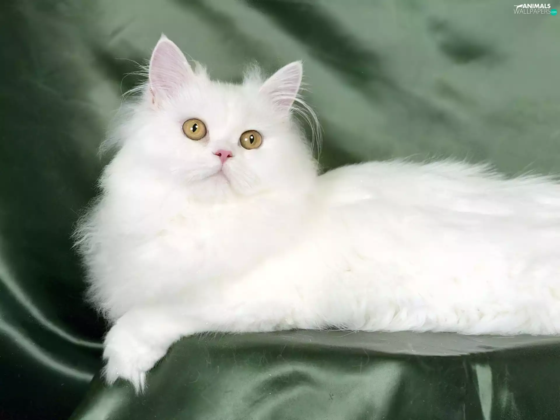 White, Turkish Angora