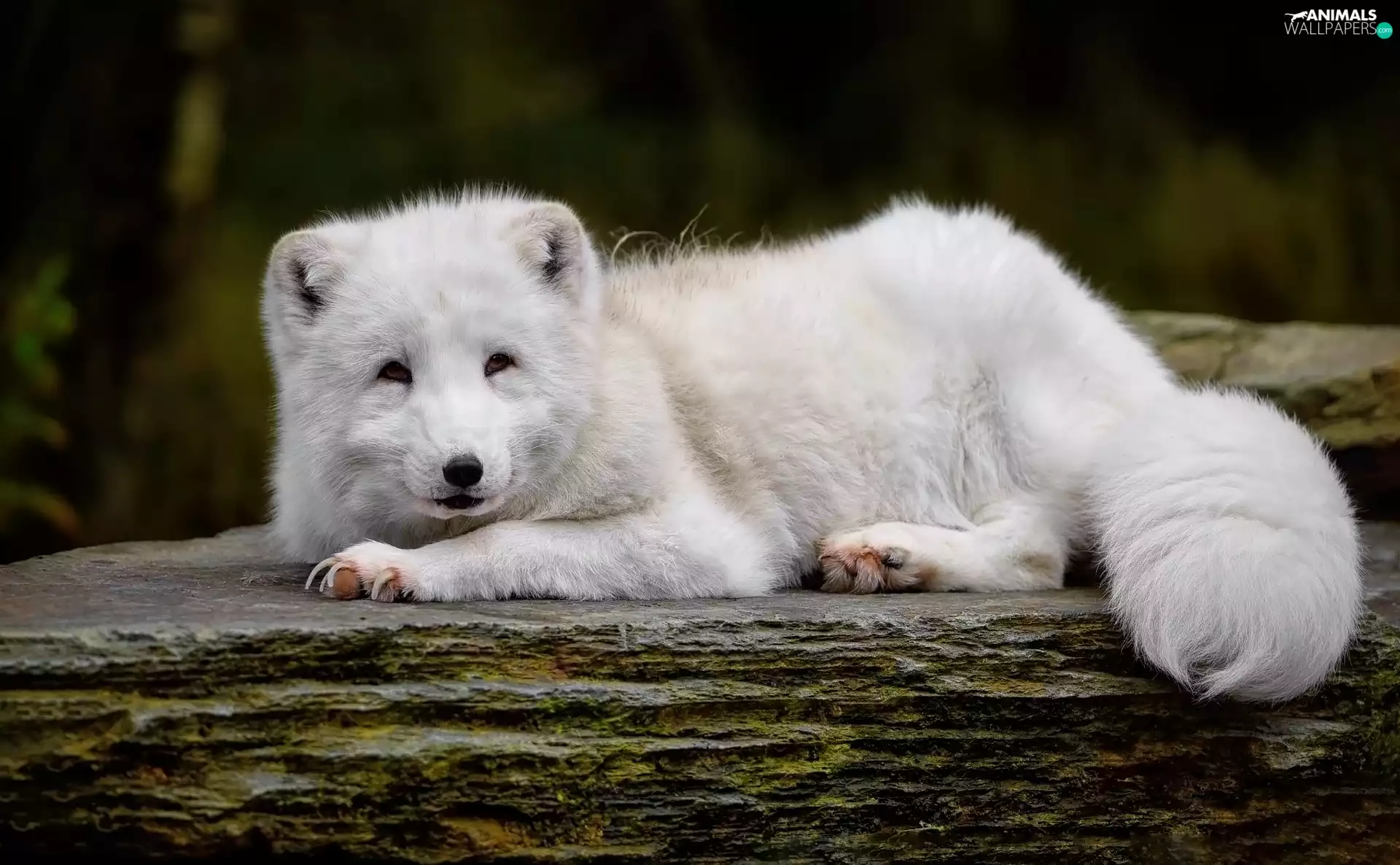 Arctic Fox, lying, White