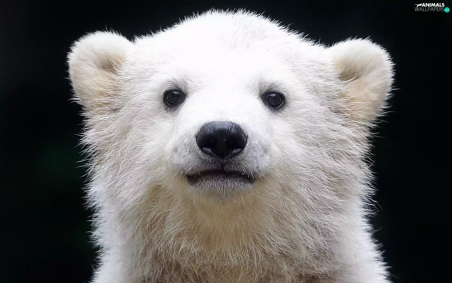 White, little bear