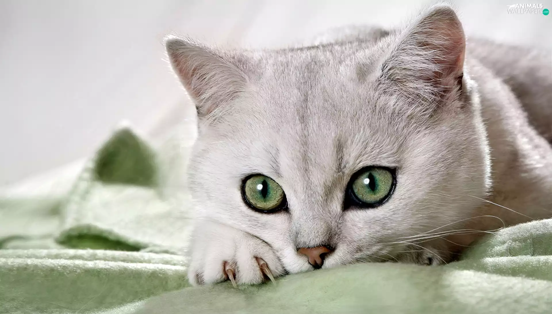 green ones, Eyes, White, cat, Beatyfull