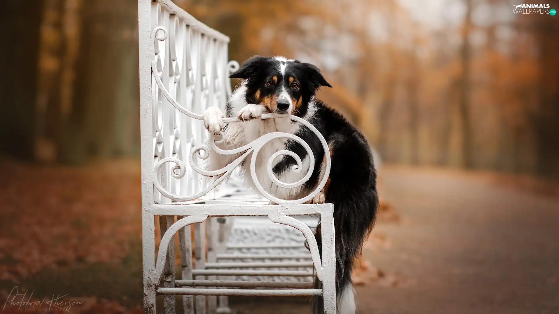 dog, White, Bench, Border Collie