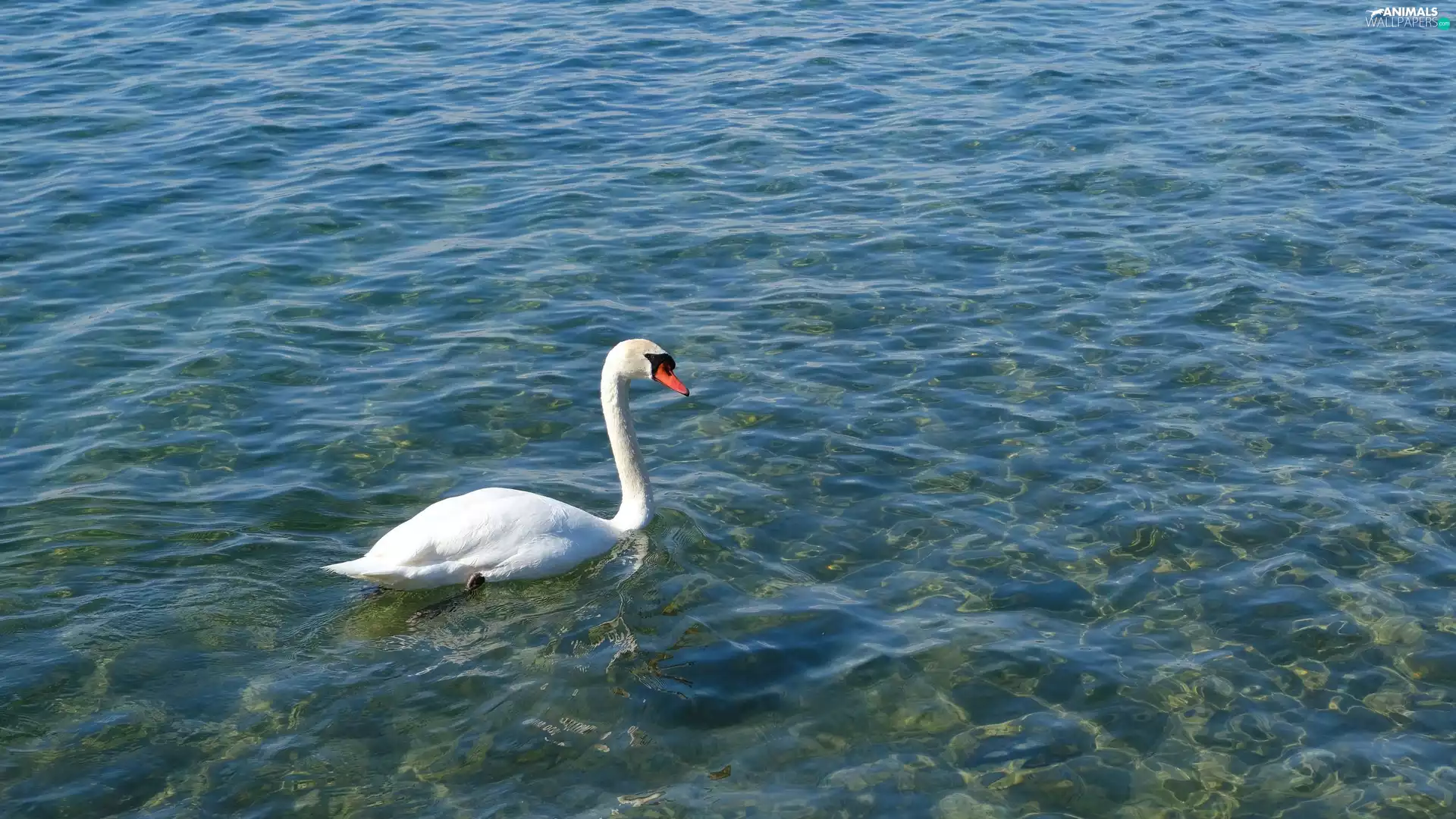 Bird, Swans, water, White