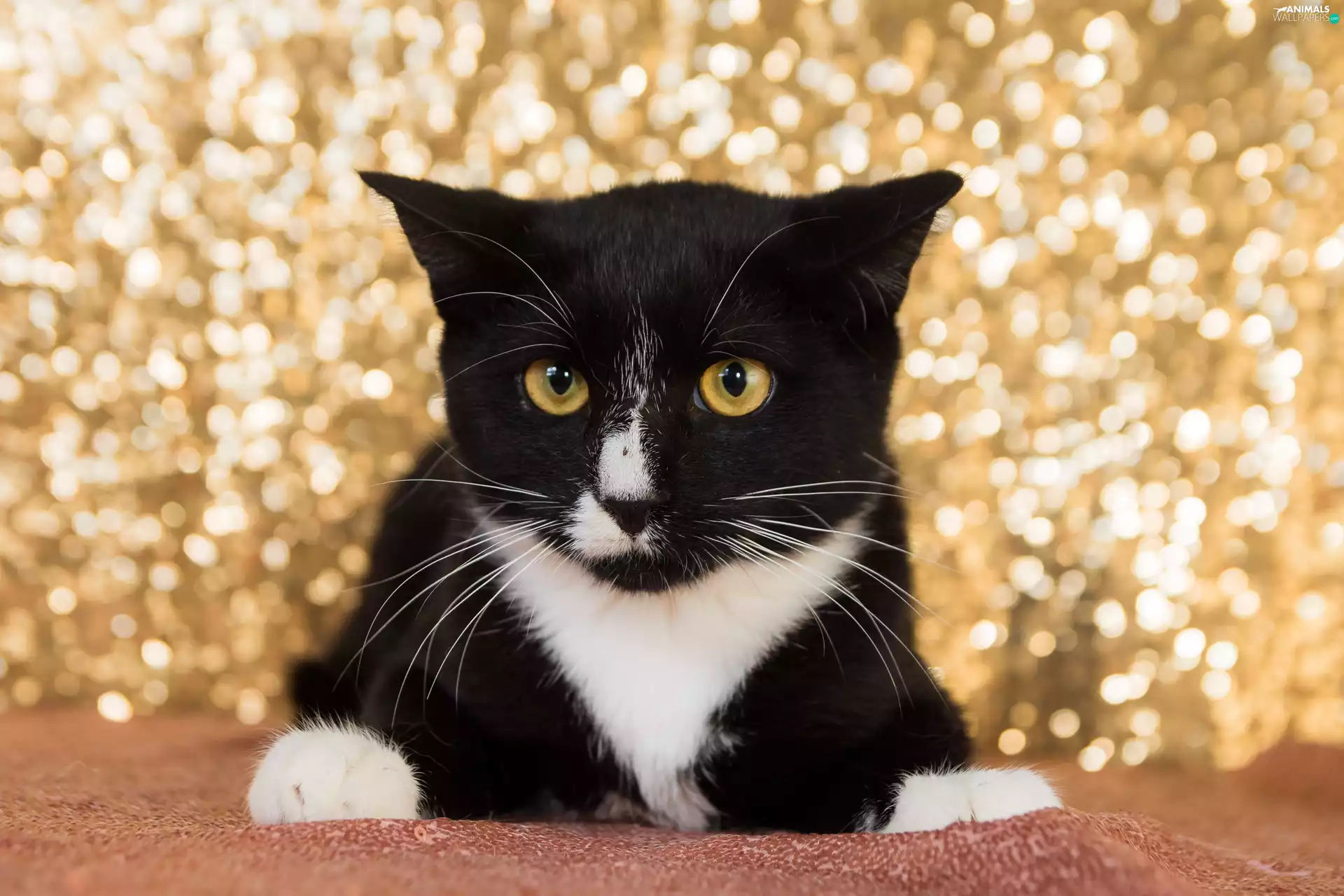 cat, Golden, background, White and Black