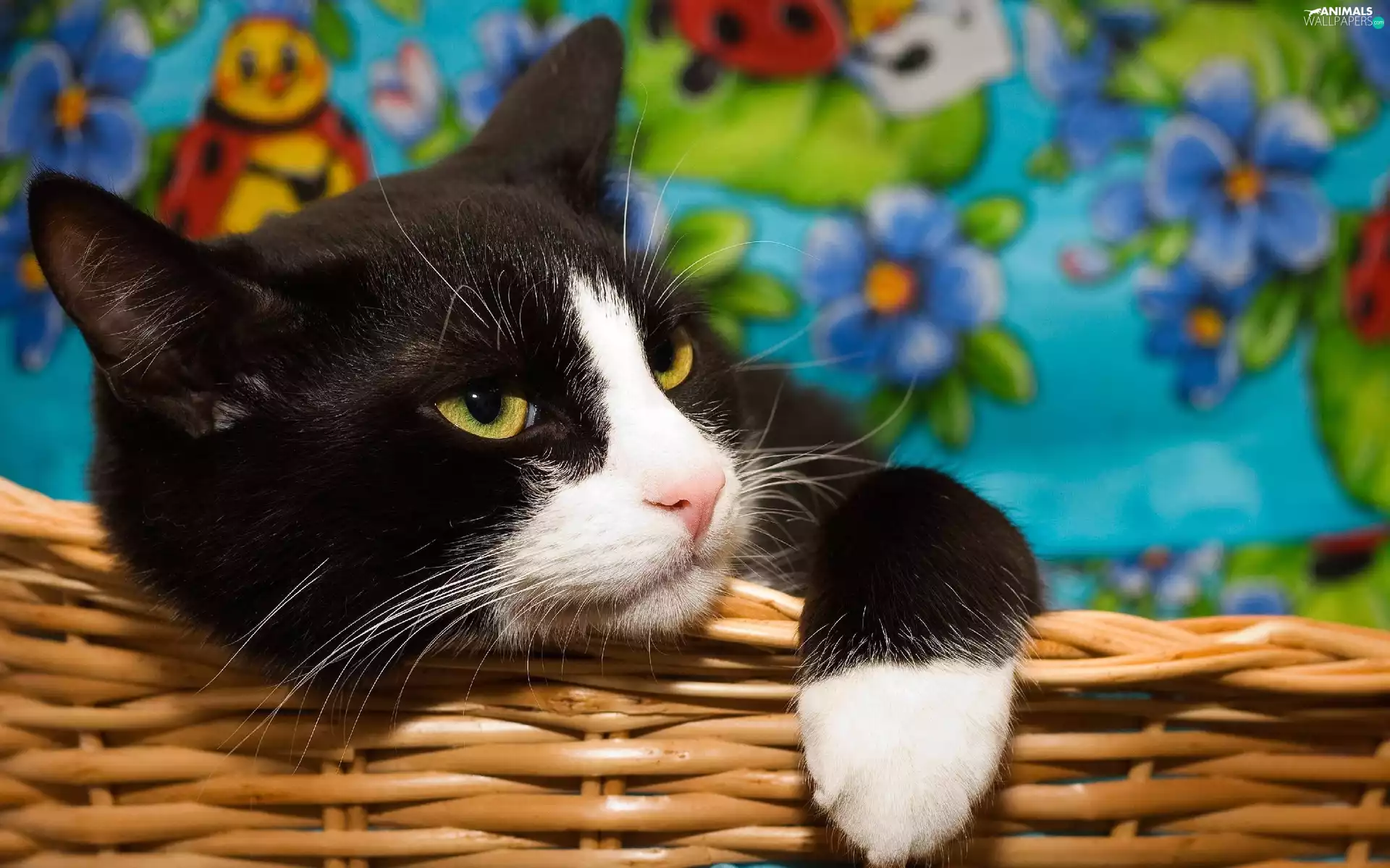 black, kitten, basket, White