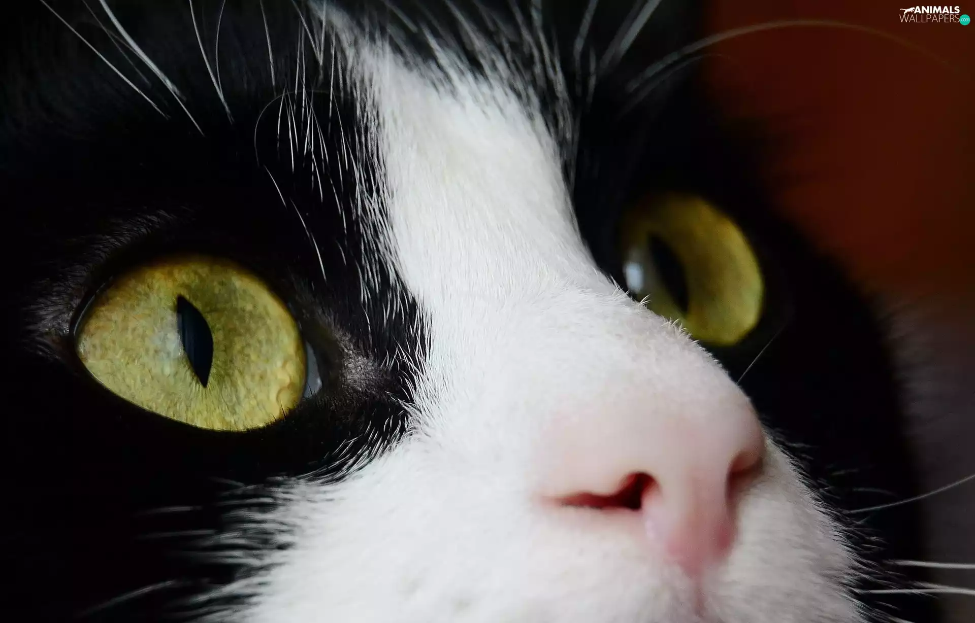 black, cat, Eyes, White