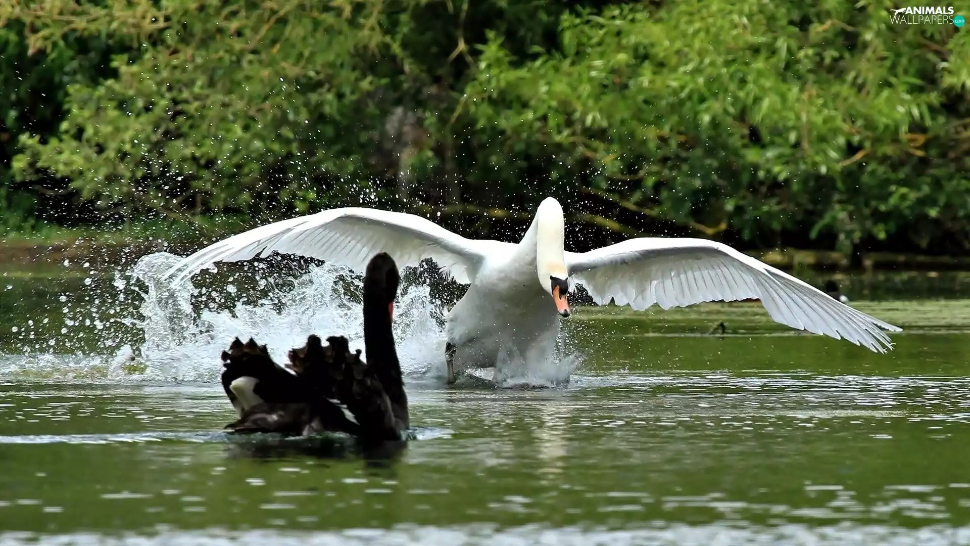 Black, Swans, Launching, White