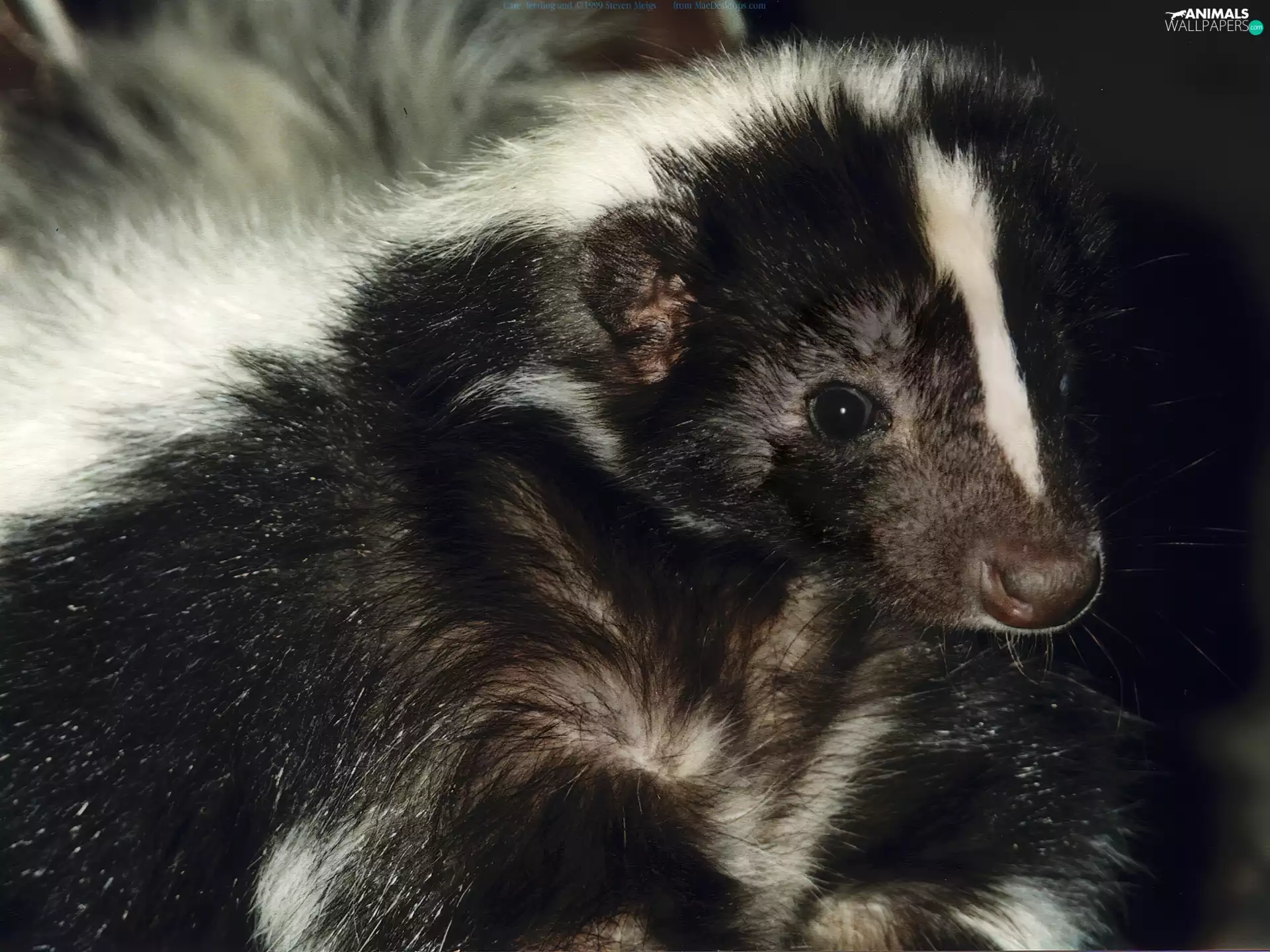 black, skunk, ordinary, White