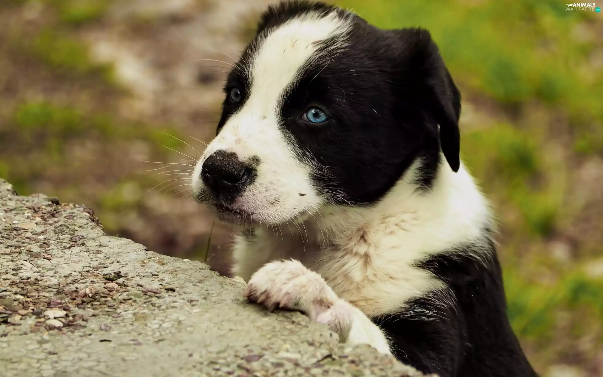 black, dog, pud, White