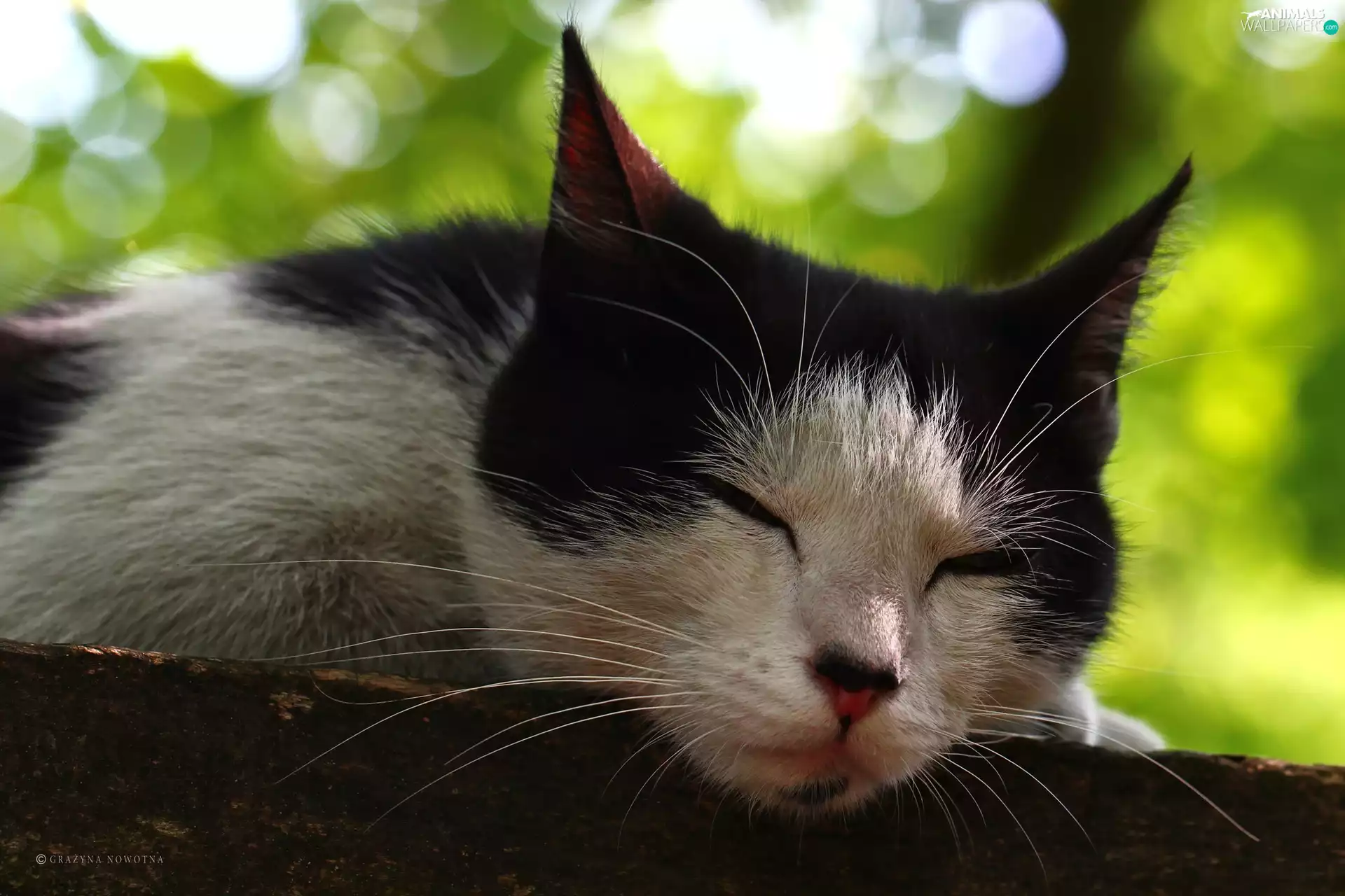 black, cat, resting, White
