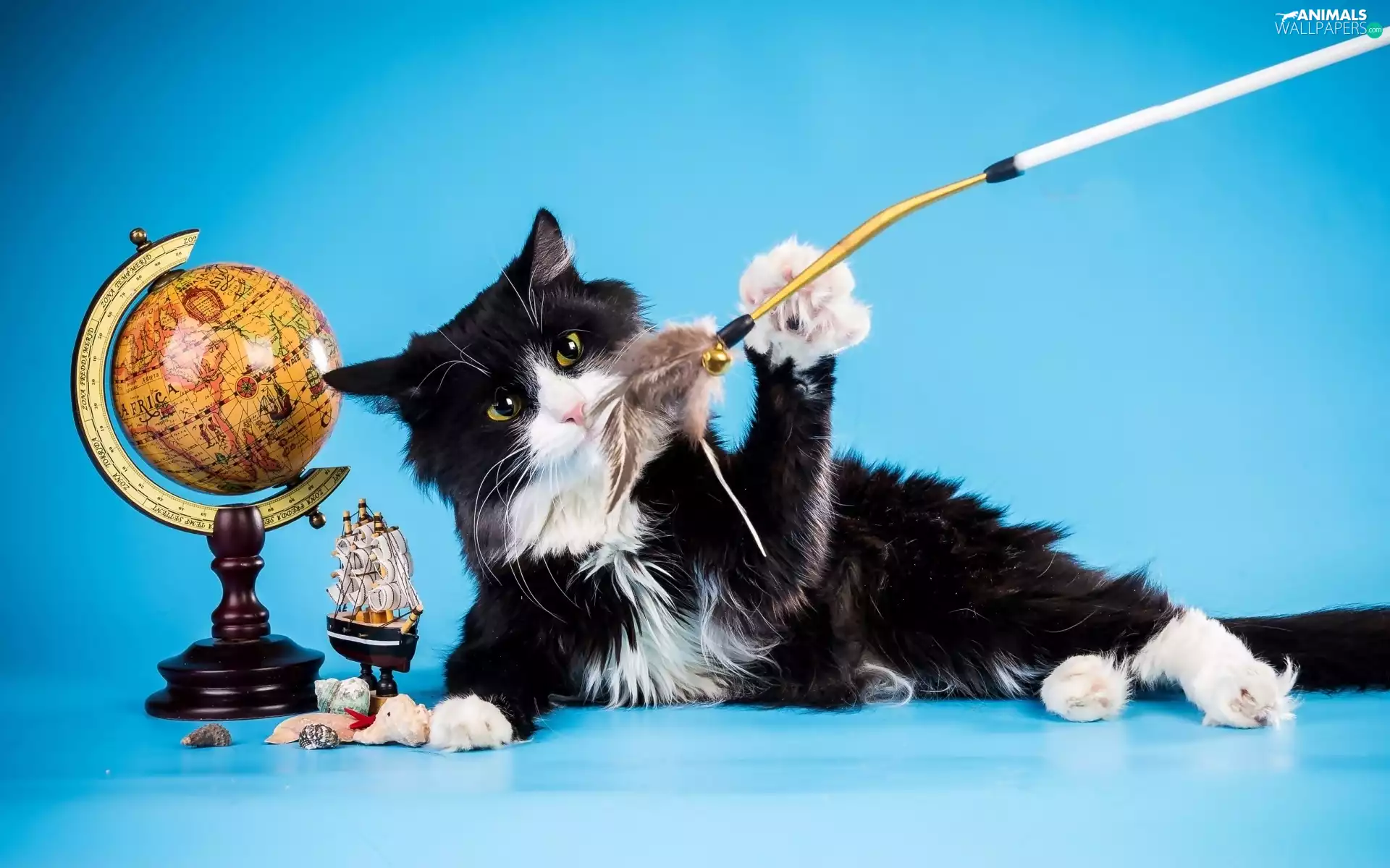 black, cat, toys, White