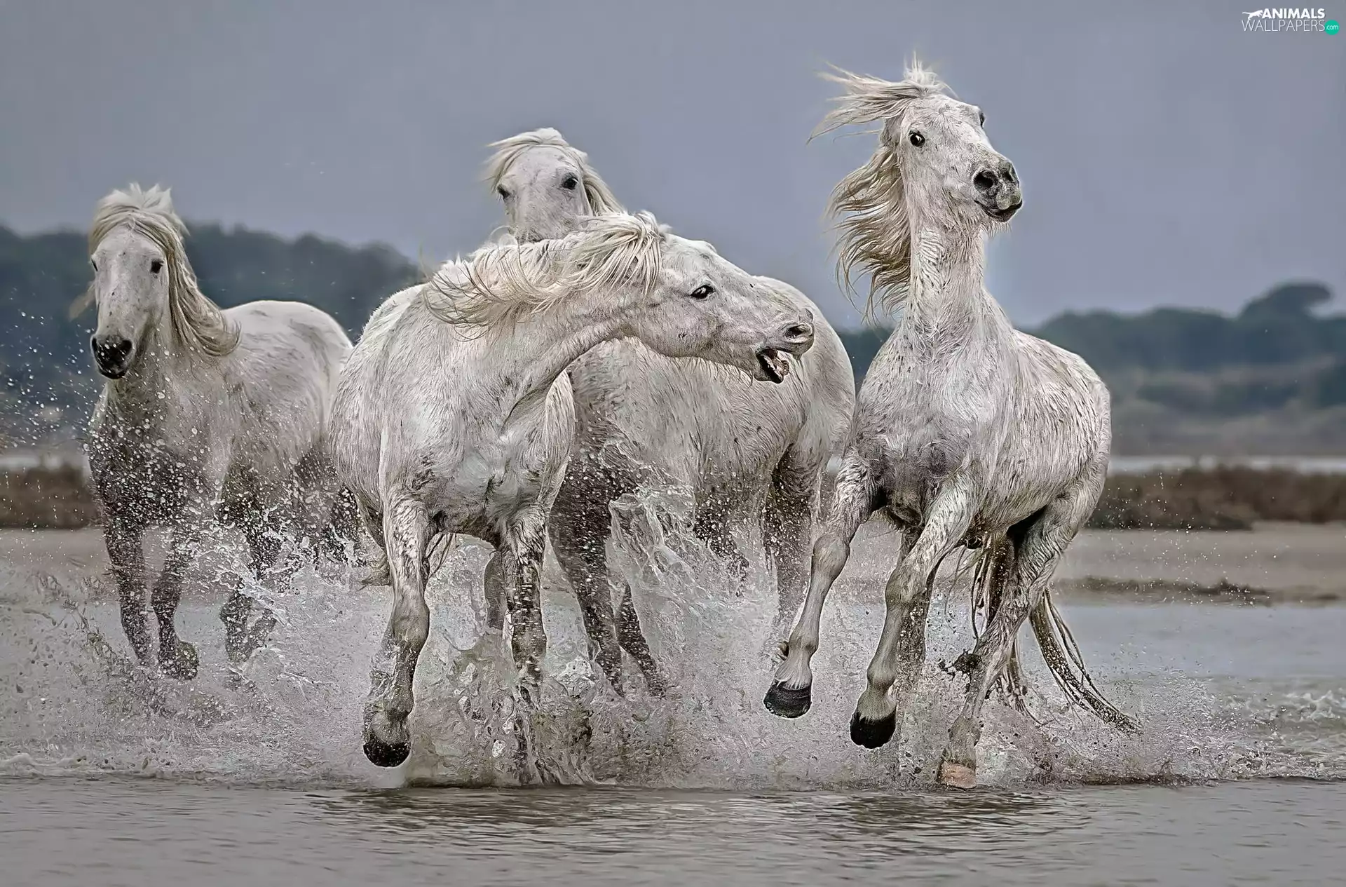 bloodstock, gallop, water, White