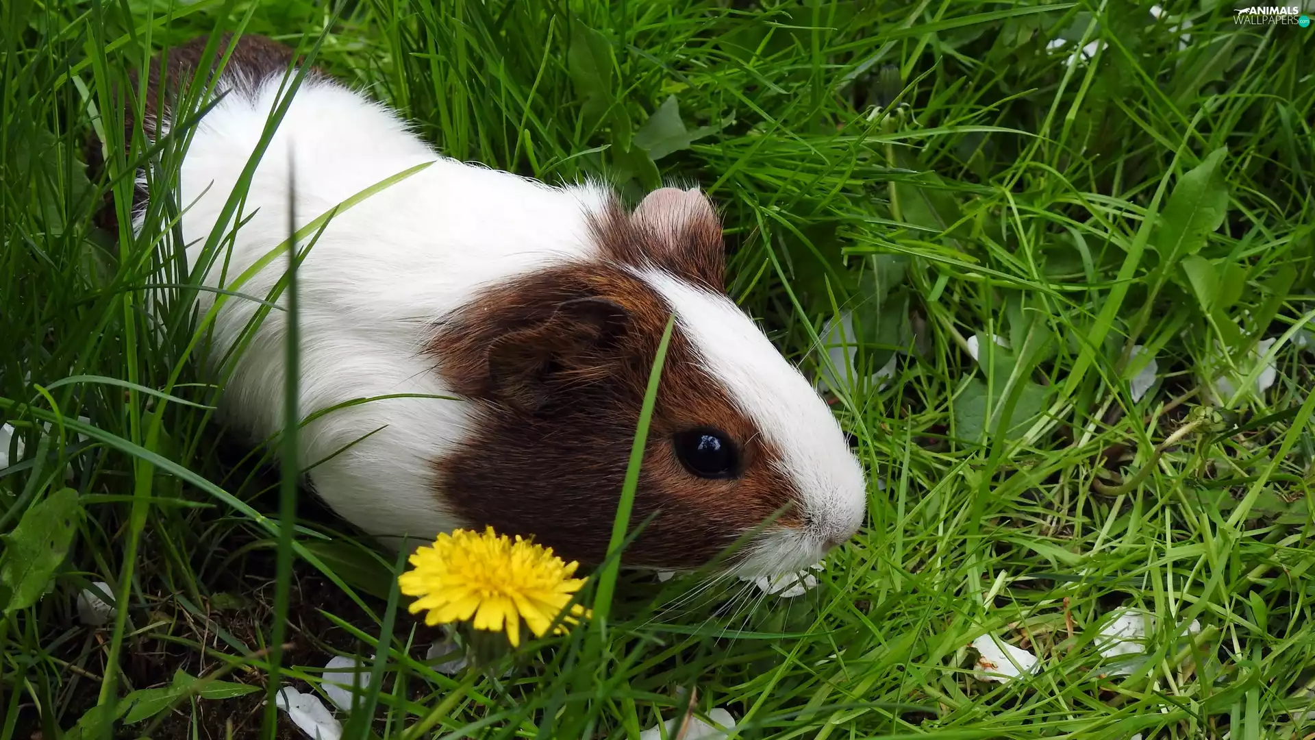 grass, White-Brown, guinea pig
