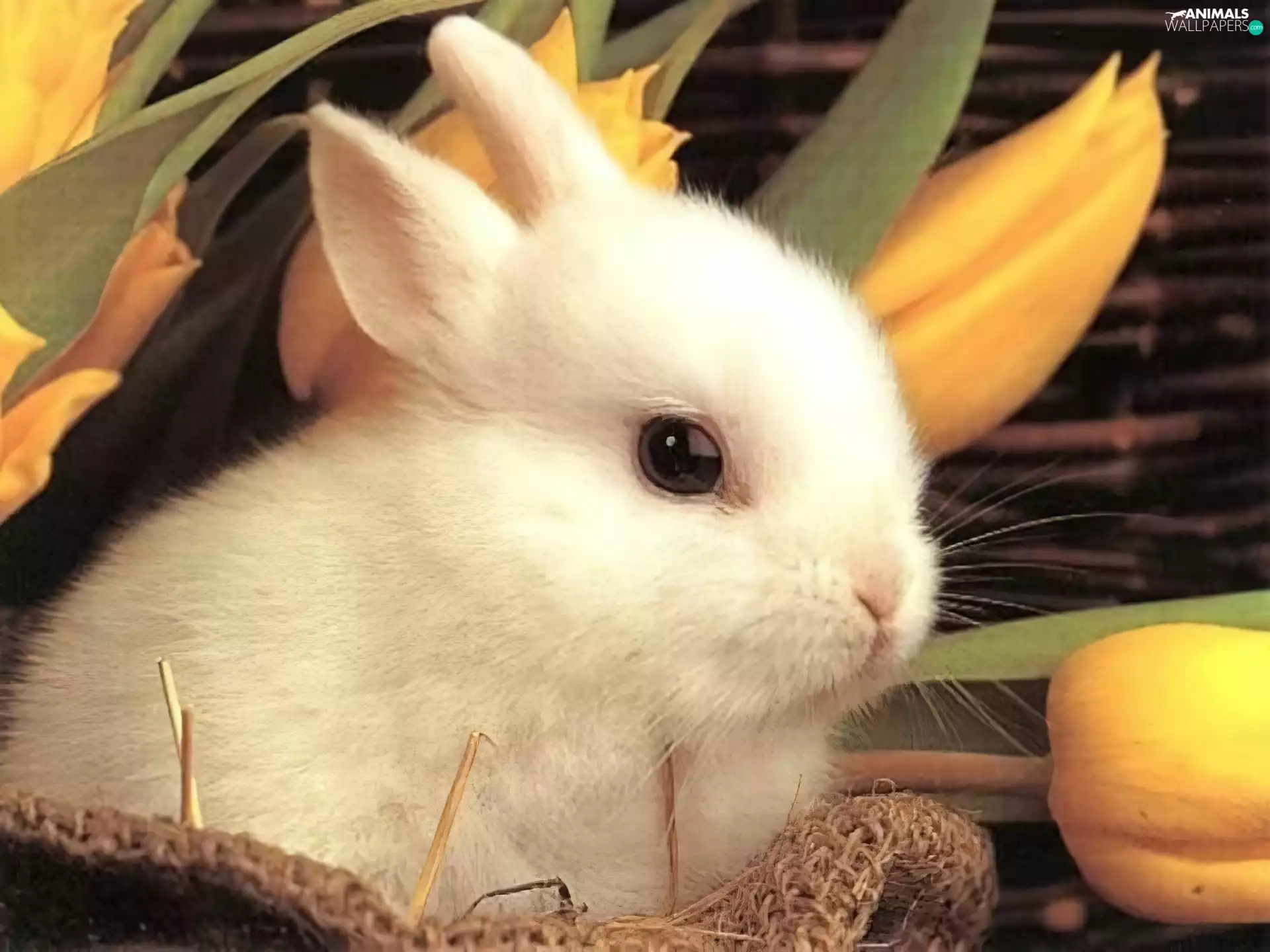 White, Bunny