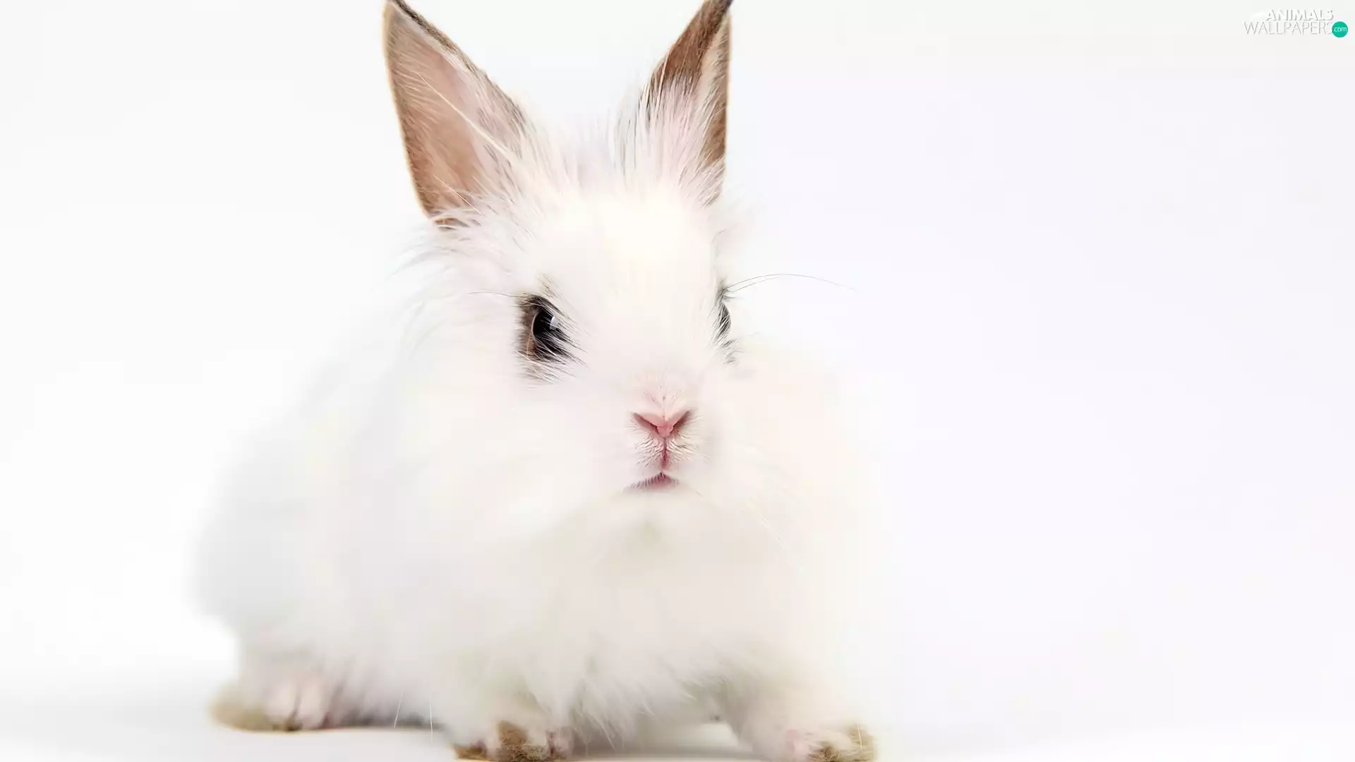 White, Bunny