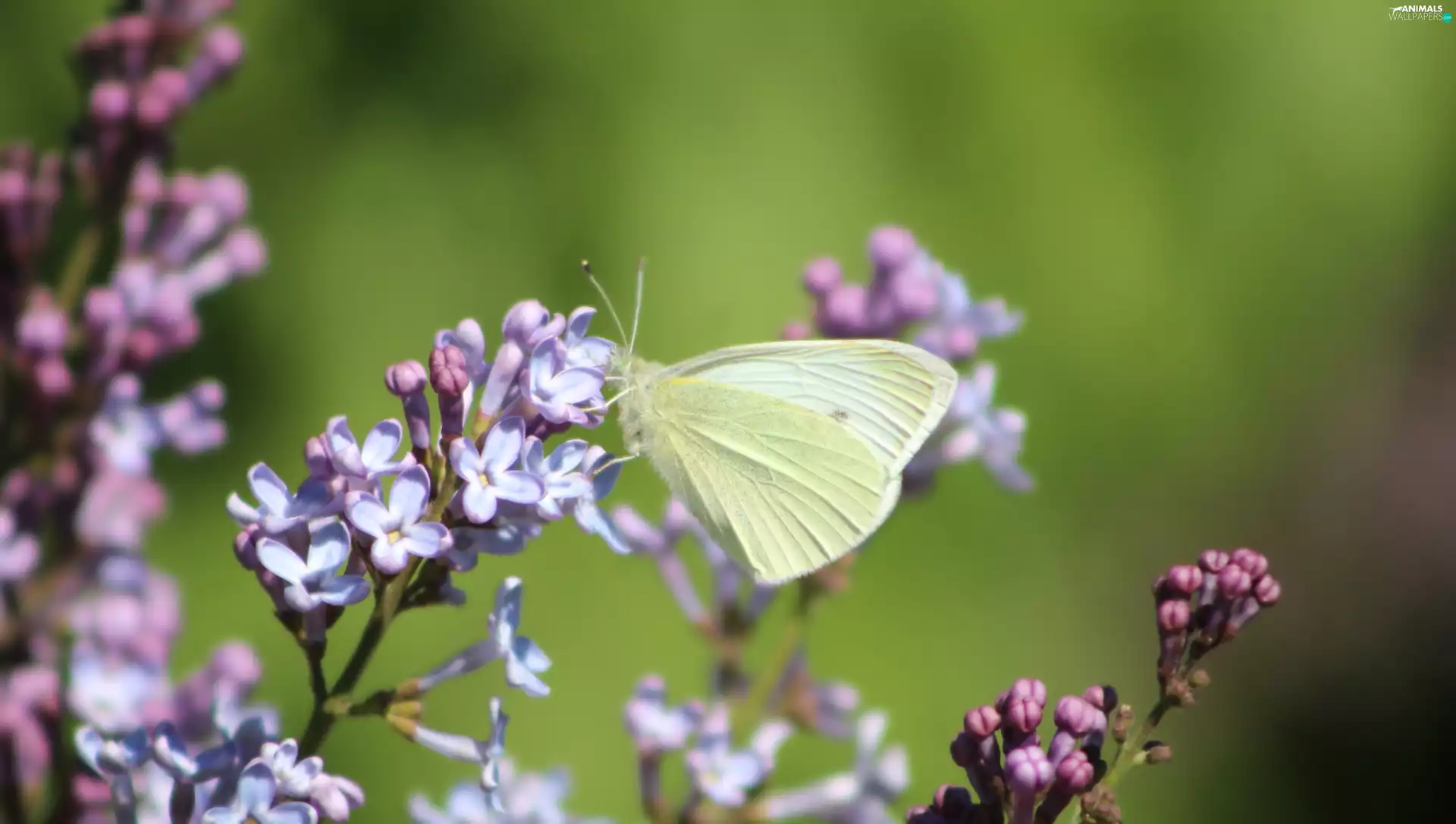 Syringa, rapprochement, Small White, without, butterfly