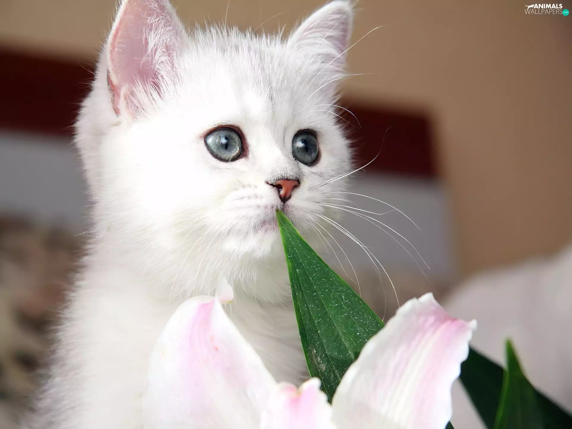 White, cat