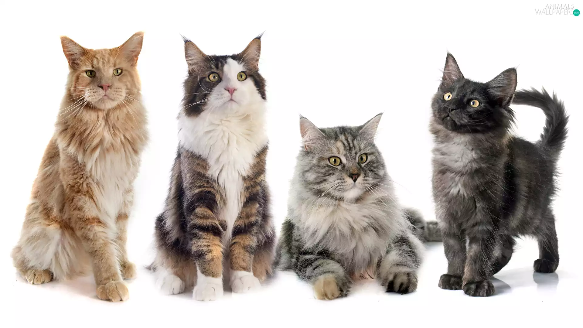 four, Maine Coon, white background, cats