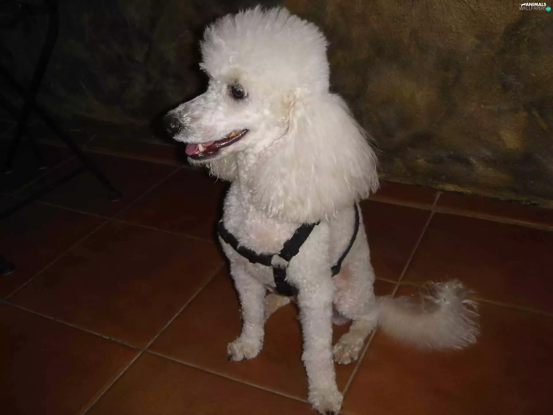 coat, Poodle average, White