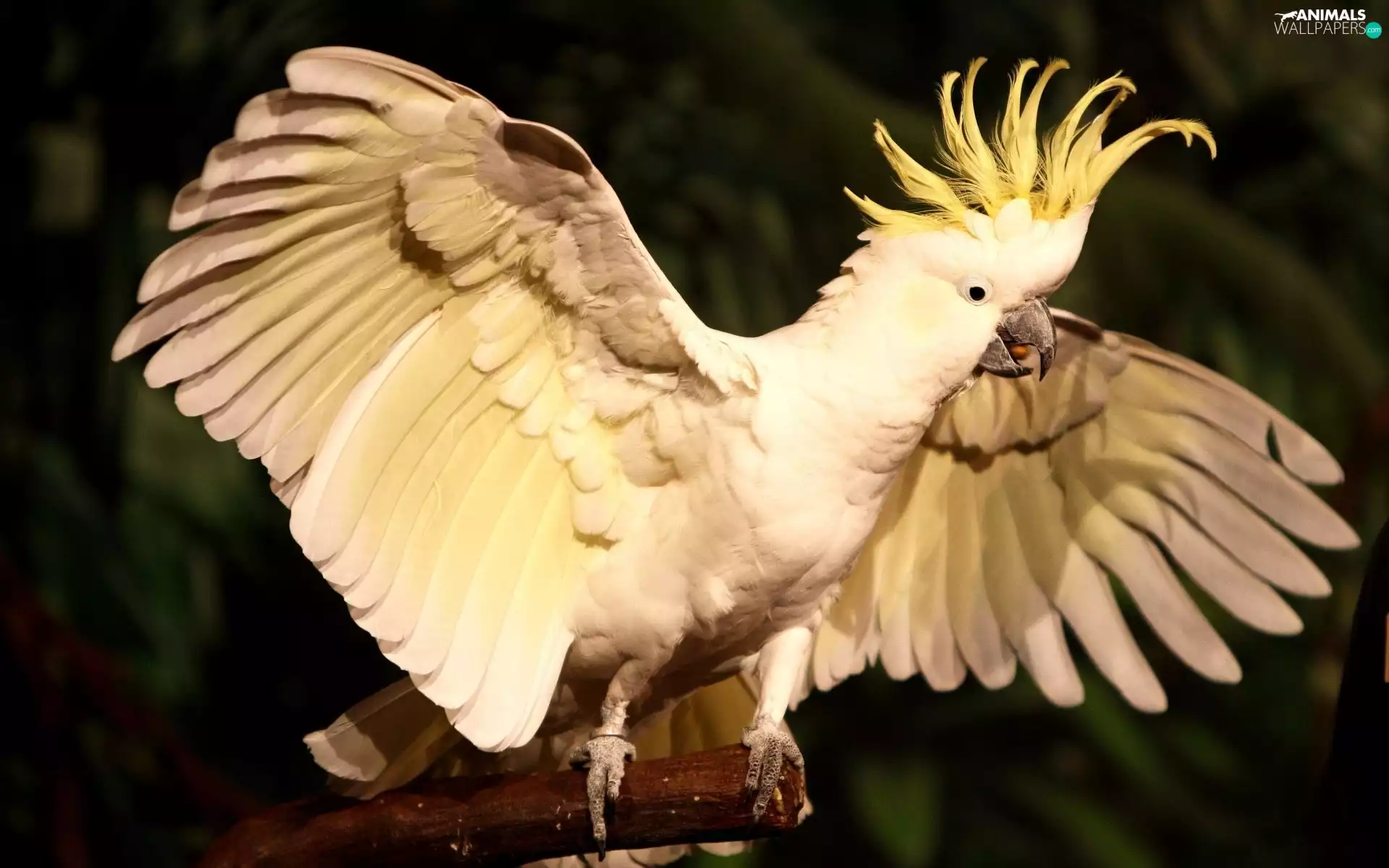 White, cockatoo