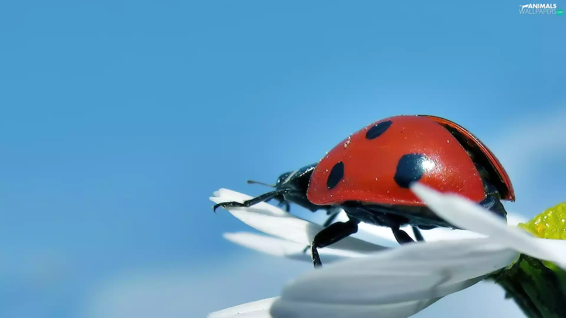 ladybird, White, Colourfull Flowers, Sky