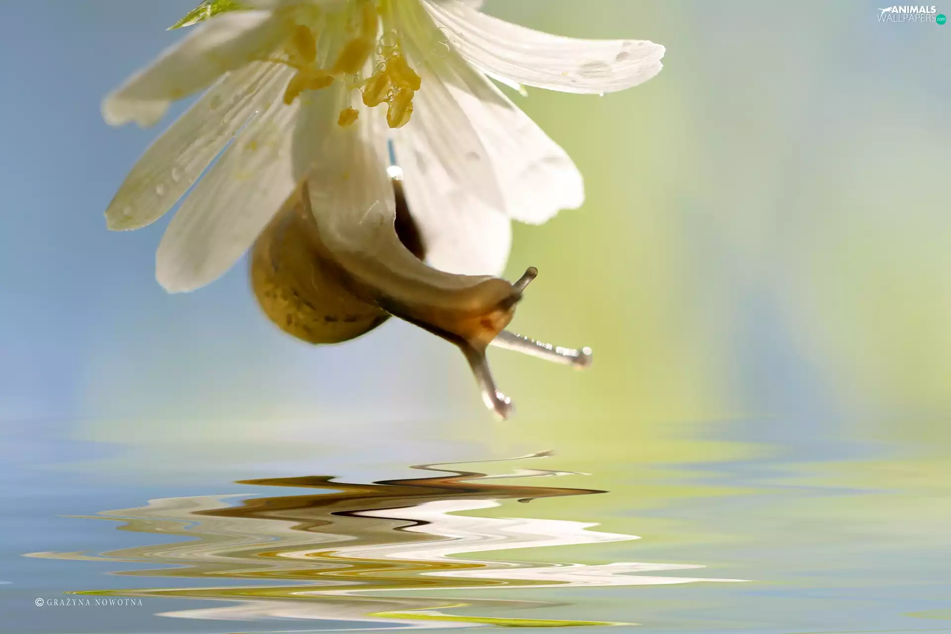 Cerastium, White, Colourfull Flowers, snail