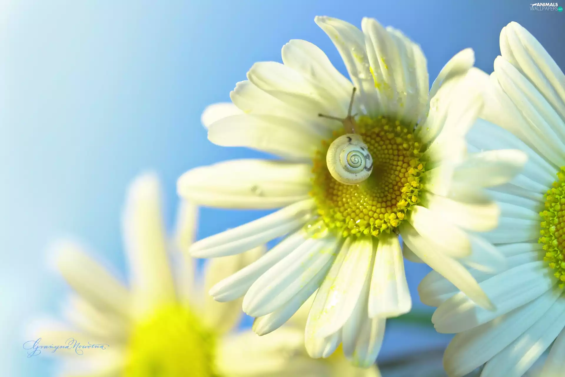 daisy, Flowers, snail, White