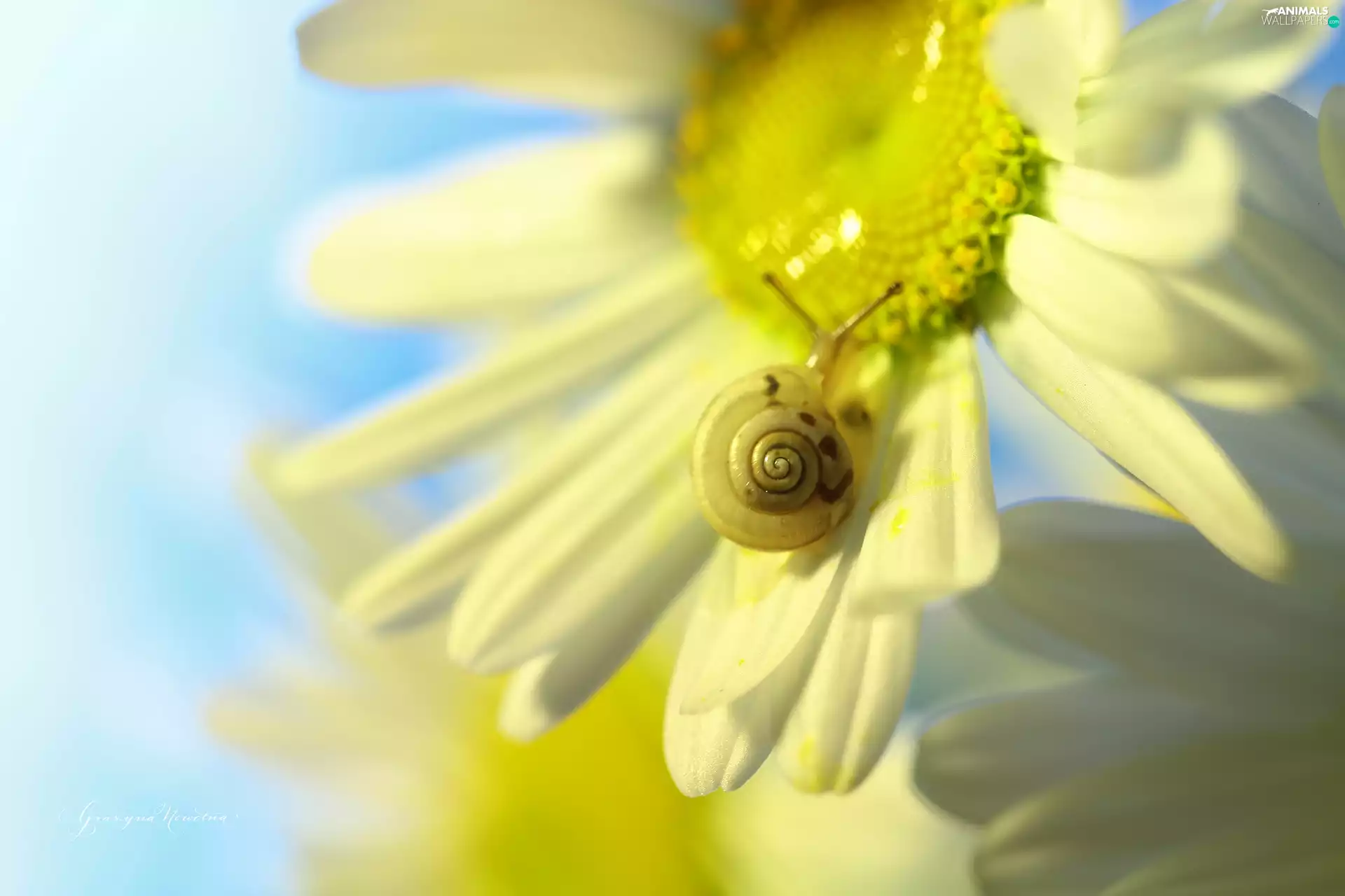 daisy, Flowers, snail, White