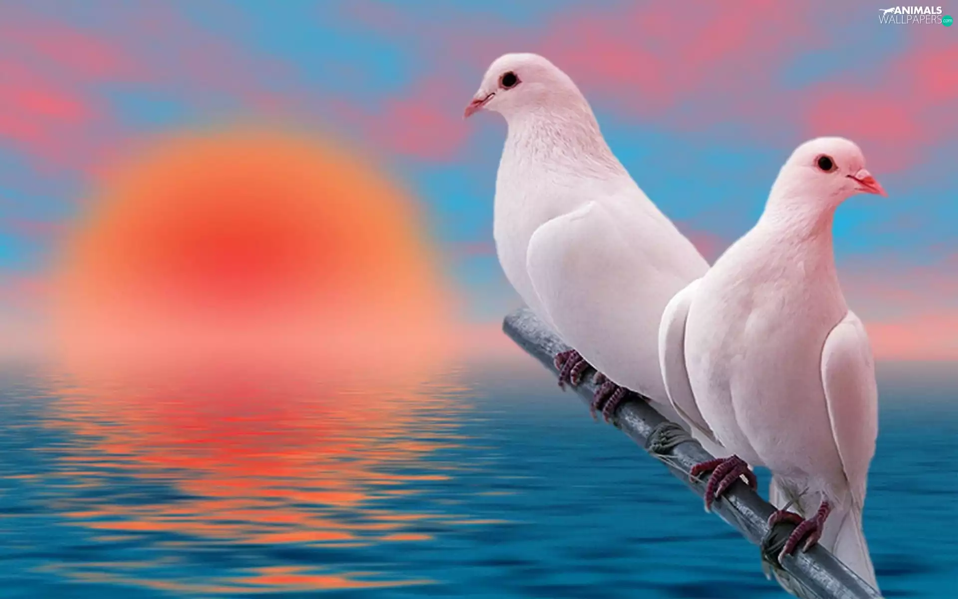 Deep, Two cars, White