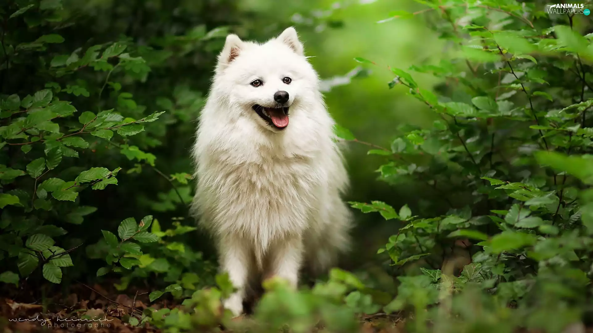dog, point, Bush, White