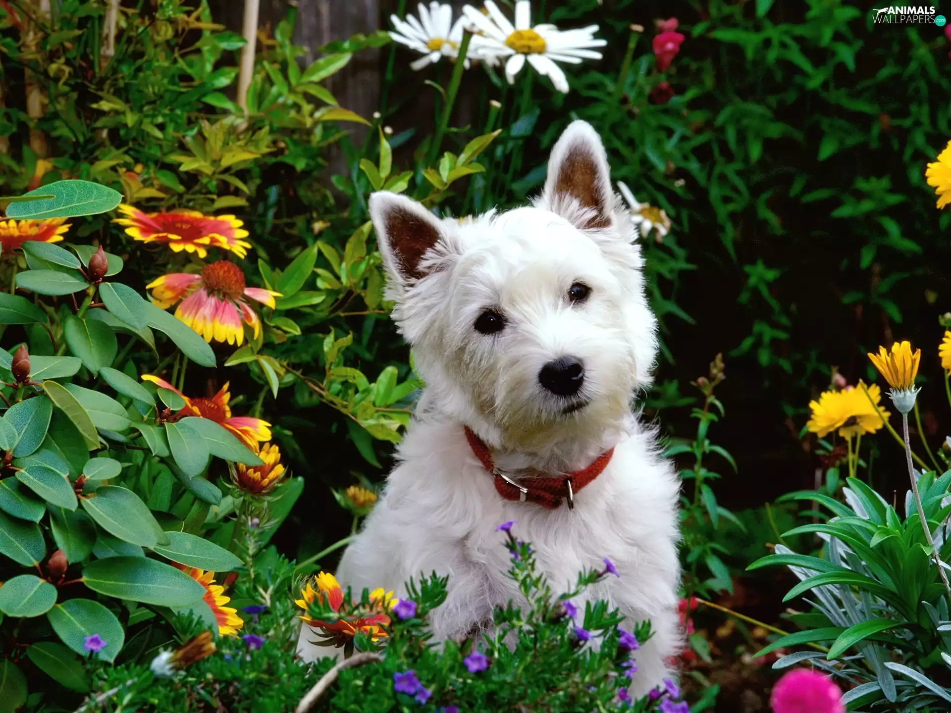 Flowers, Garden, dog, West Highland White Terrier, White