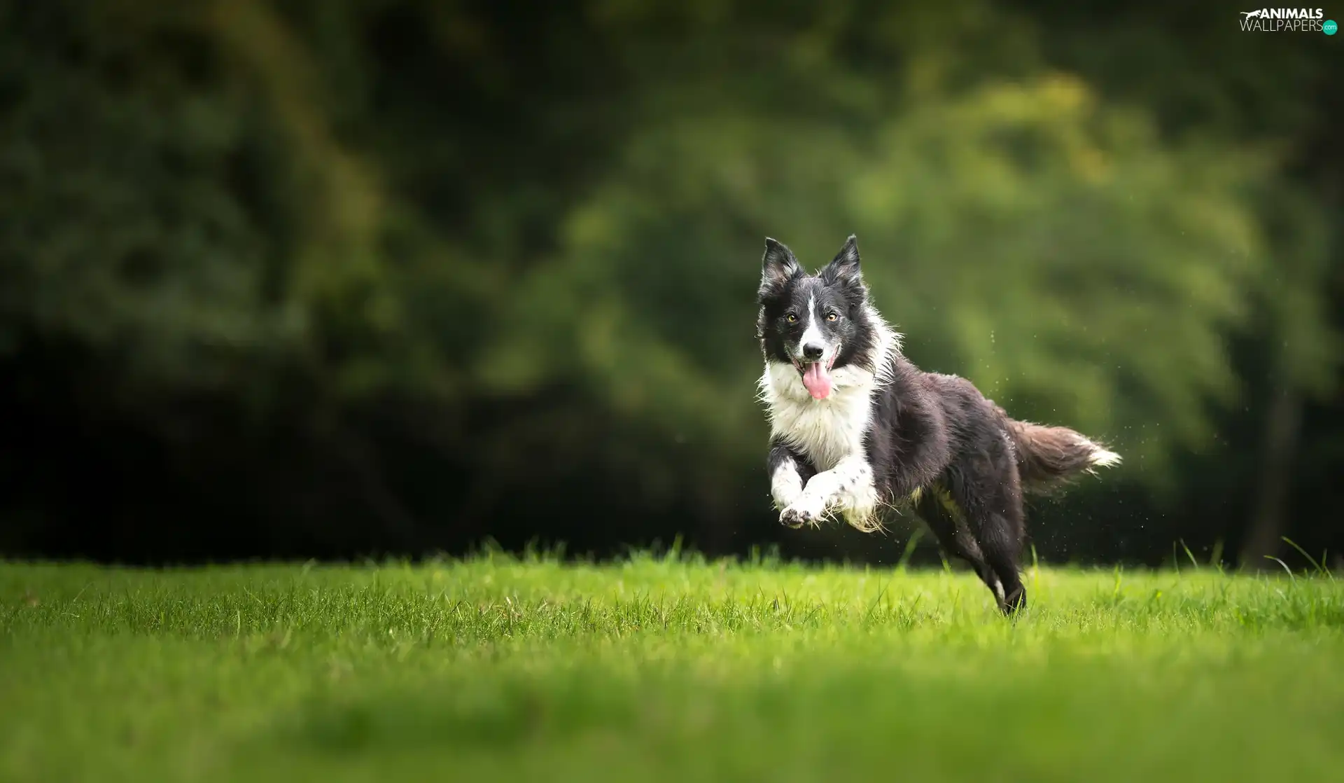 gear, grass, dog, Border Collie, black and white