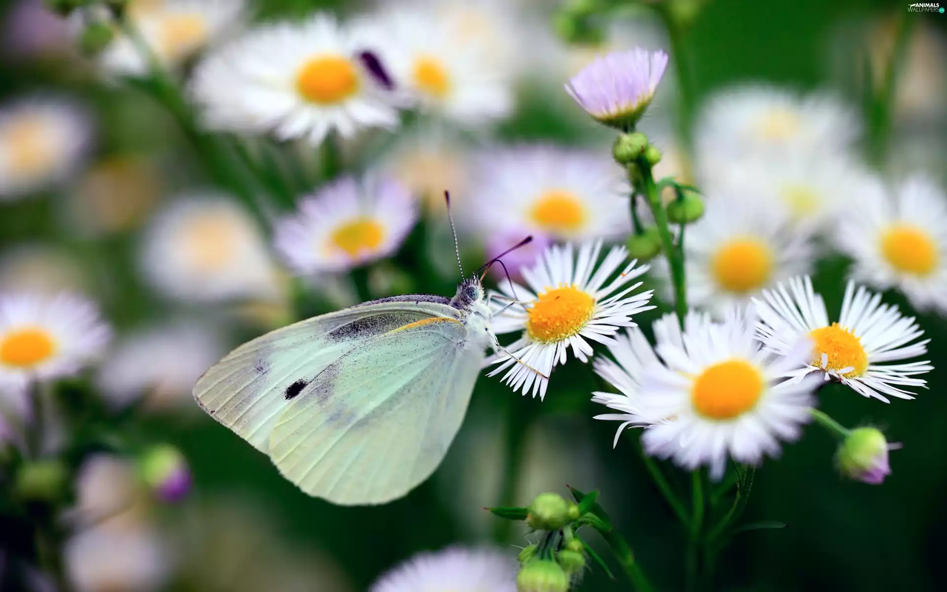 Erigeron, butterfly, Cabbage, White