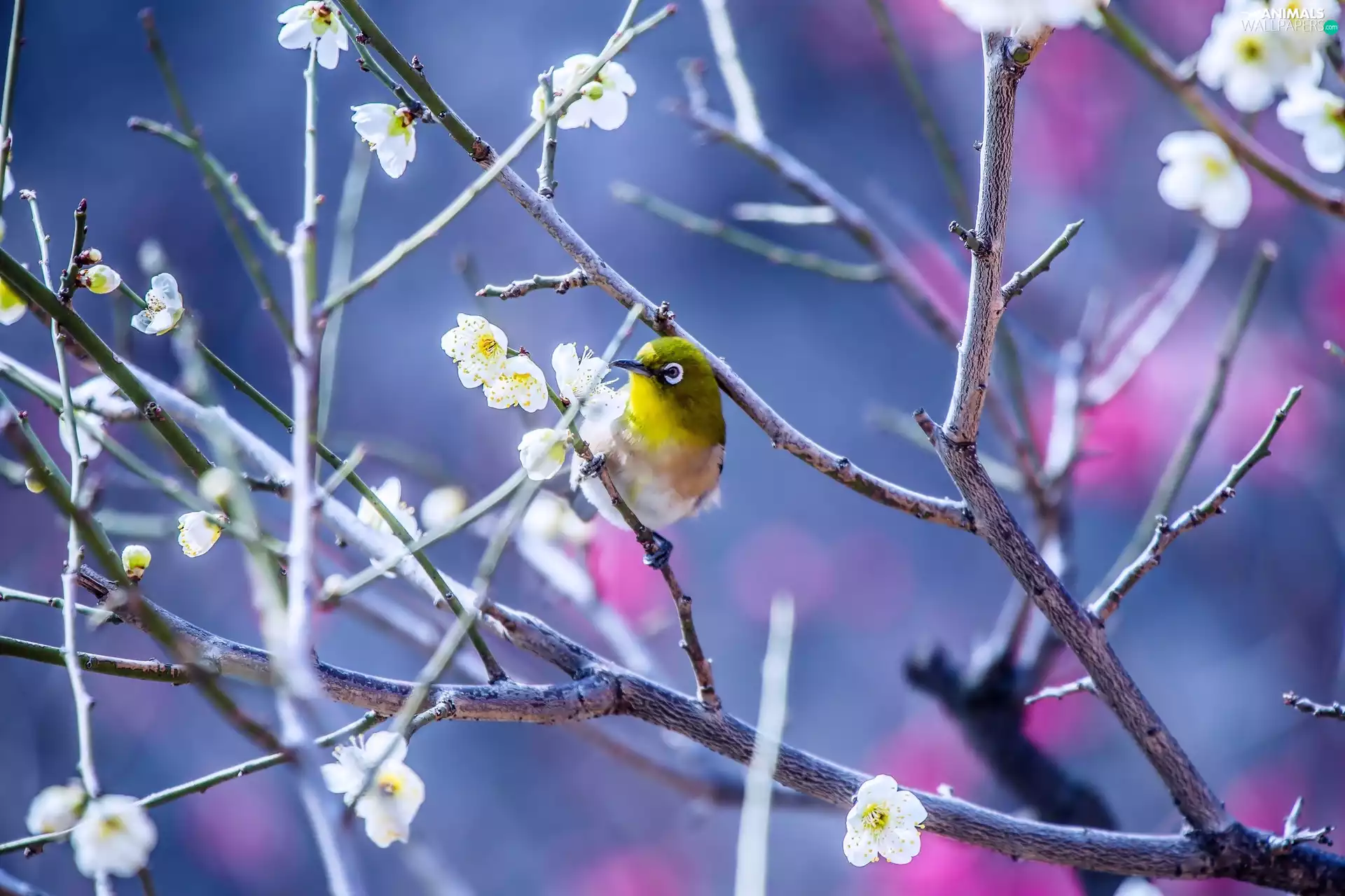 Bird, White Eye, Twigs, japanese