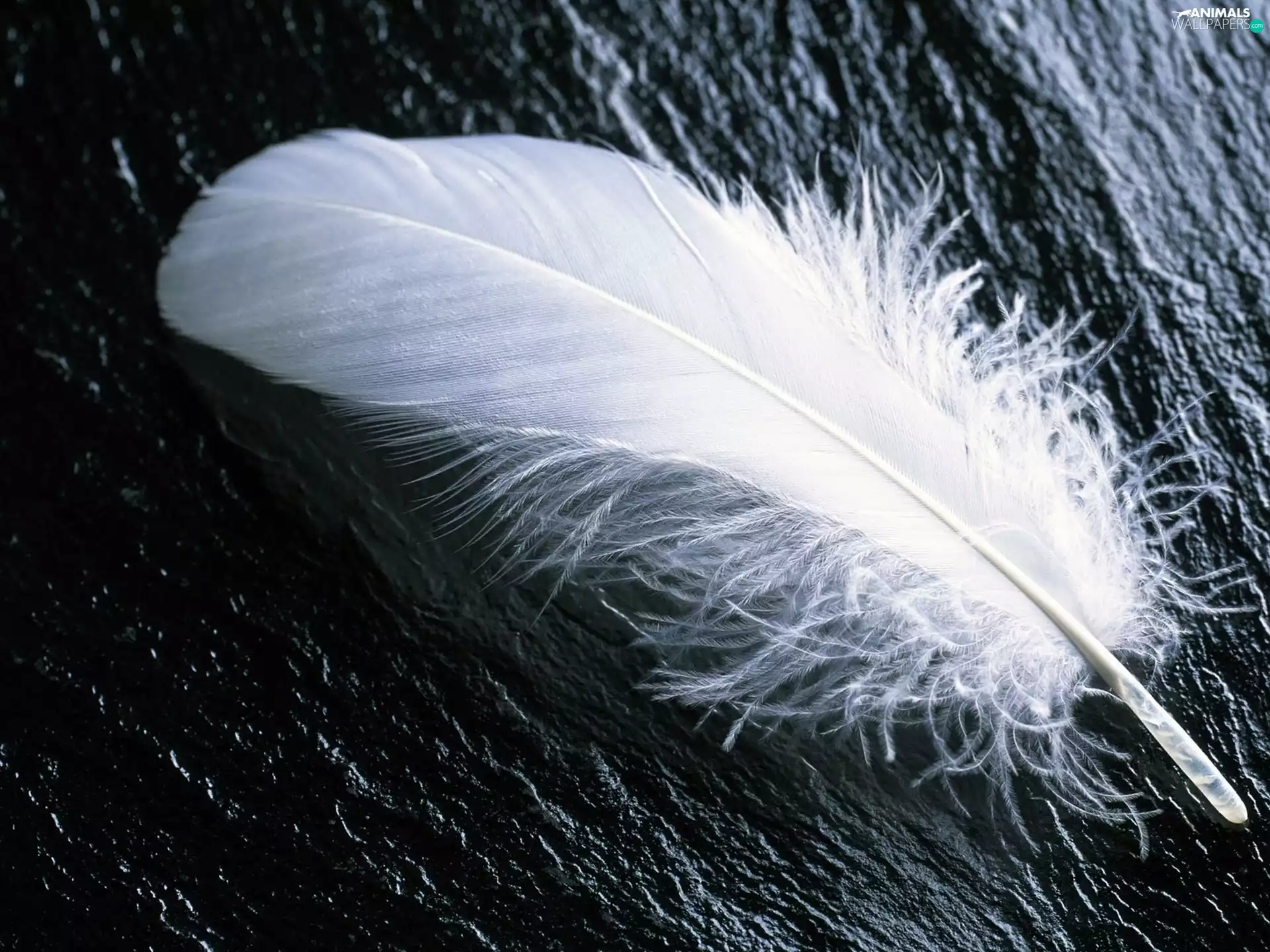 White, feather