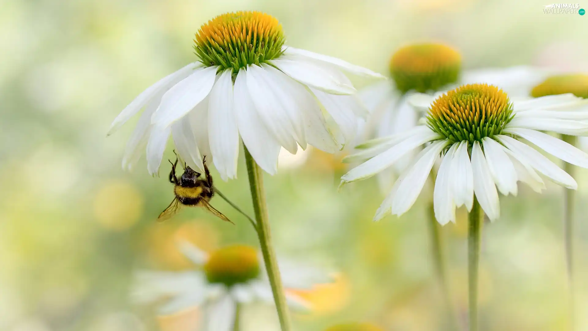 Flowers, echinacea, bee, White