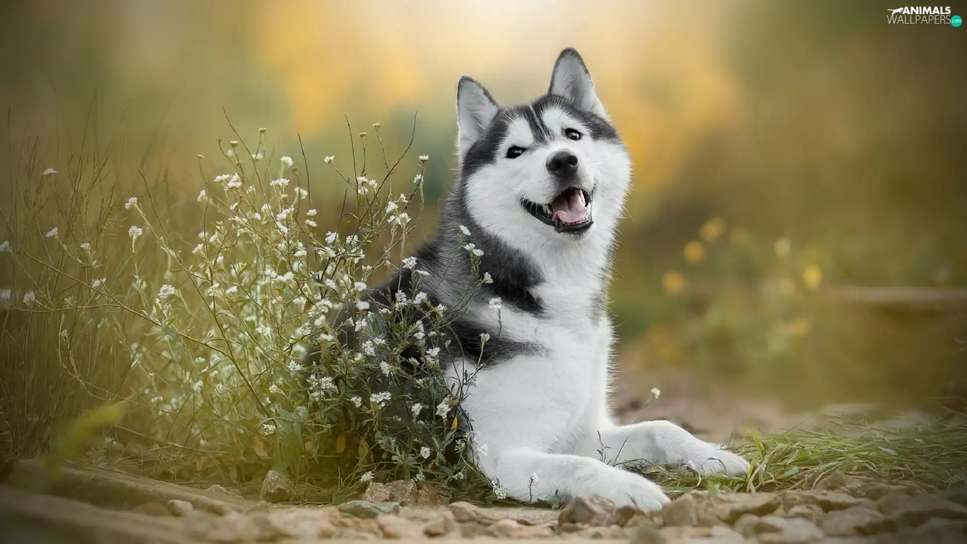 dog, White, Flowers, Siberian Husky