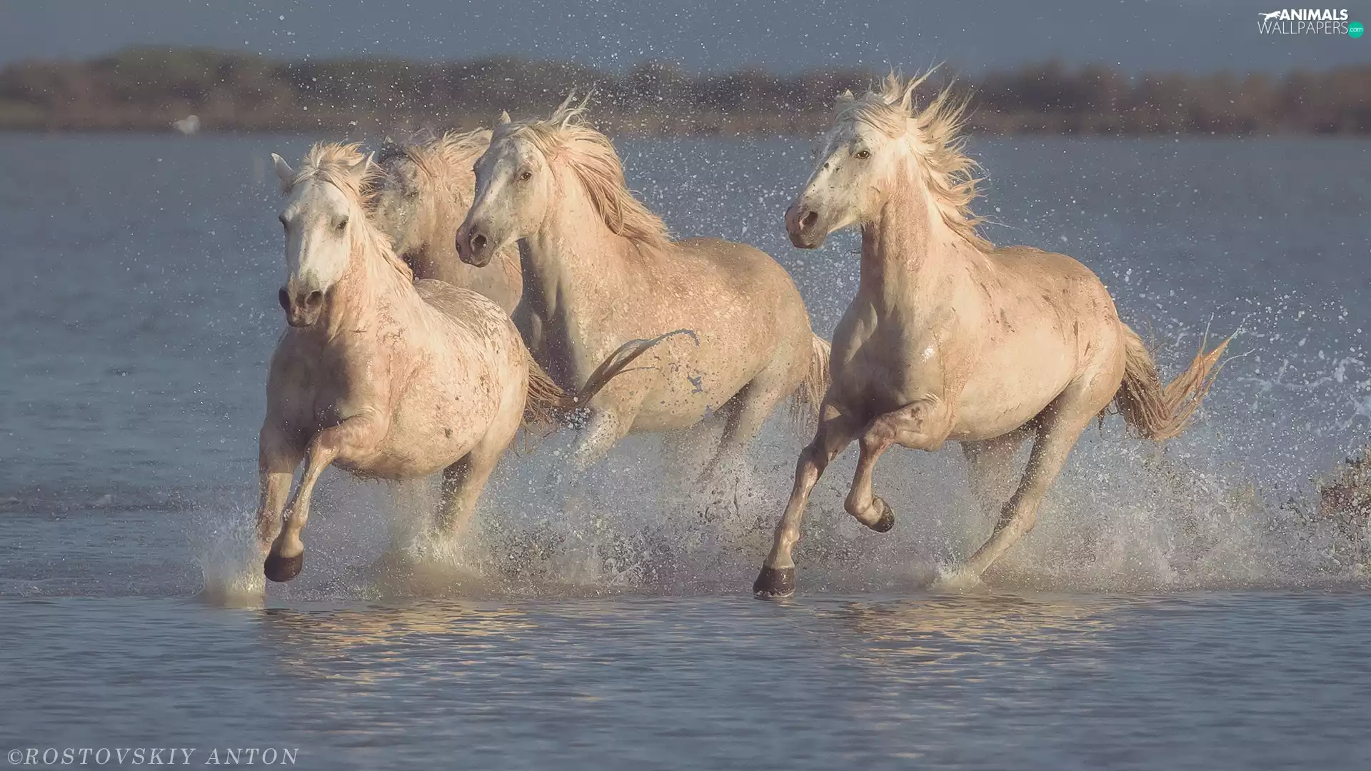 four, bloodstock, water, White