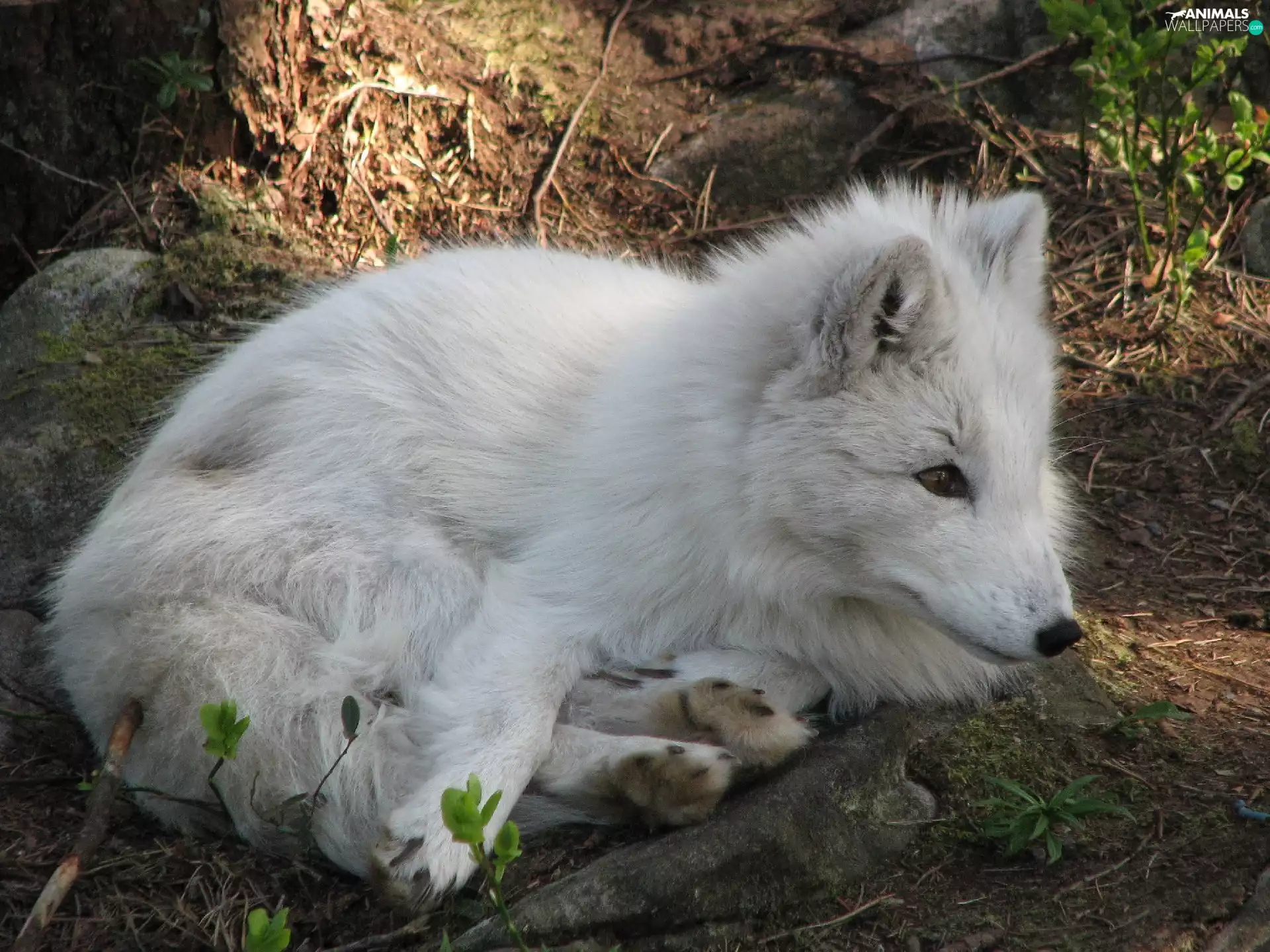 White, fox