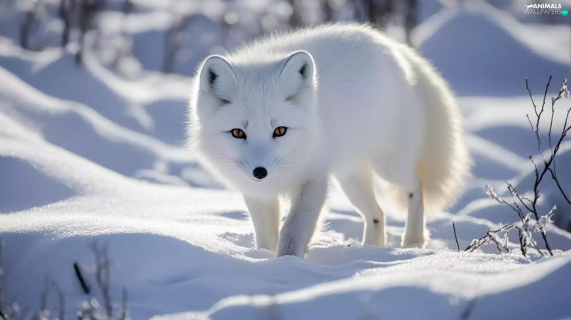 Fox, polar, snow, White