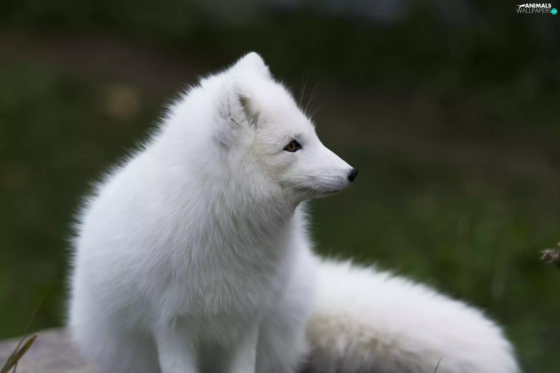 White, Fox