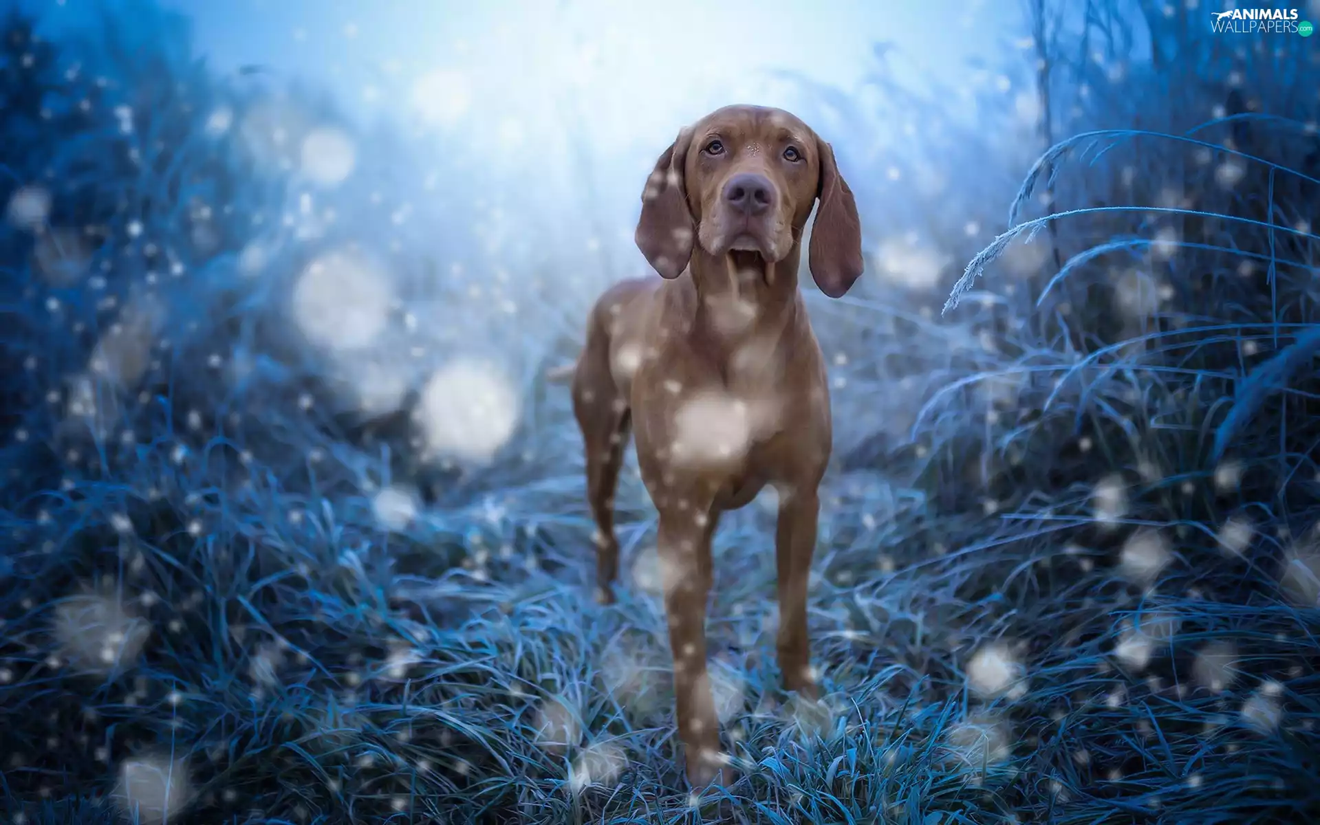 Vizsla, White frost, snow, grass