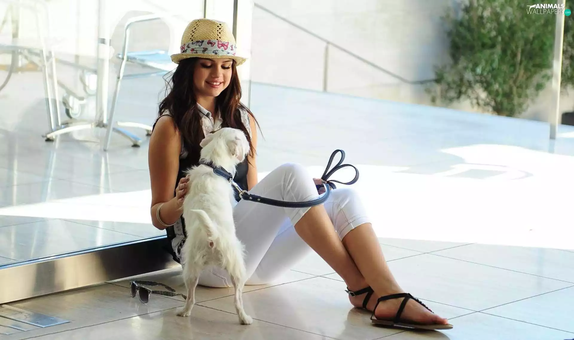 dog, Leash, Hat, White, Selena Gomez
