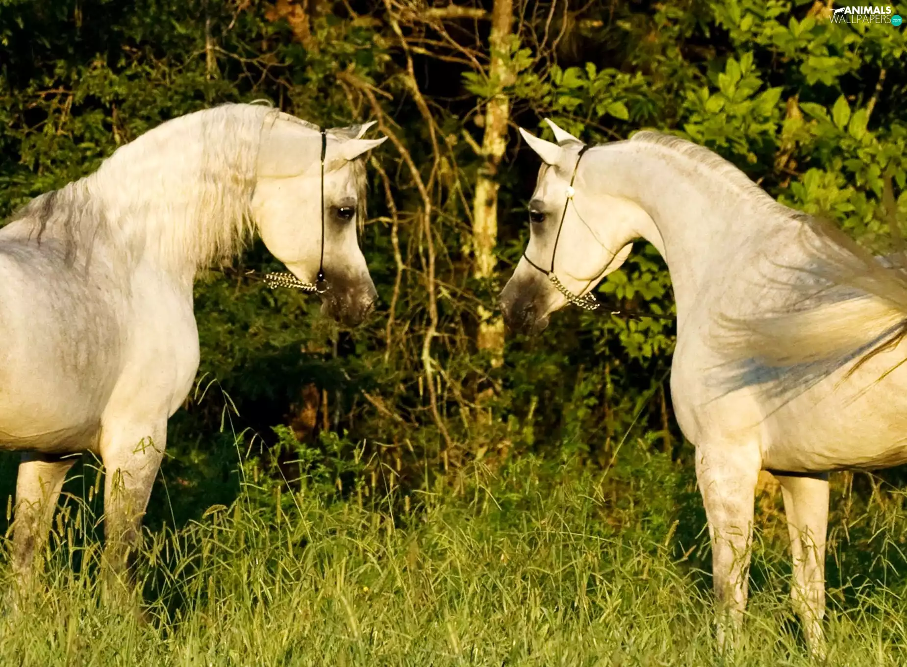 White horses, green