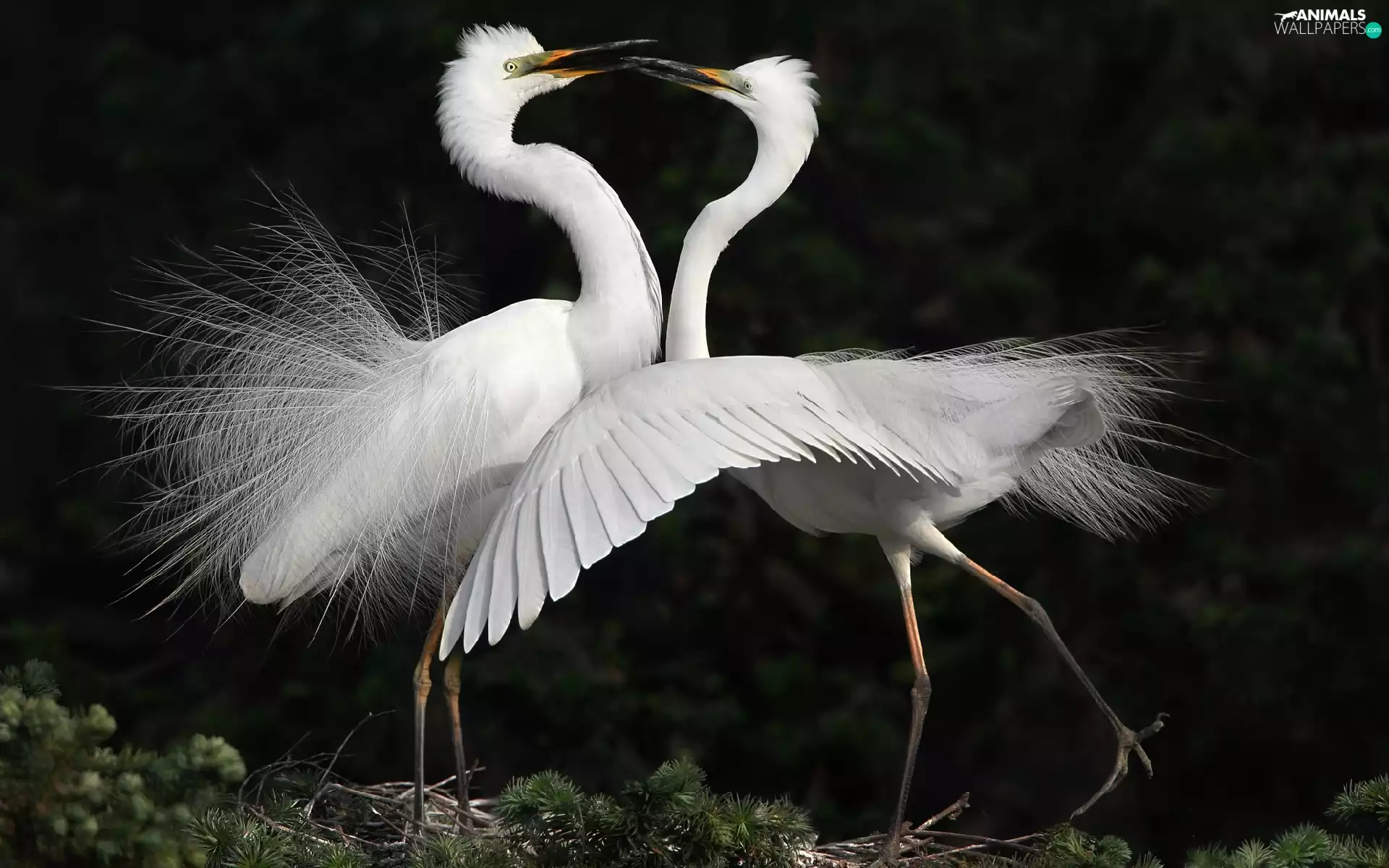 White, herons
