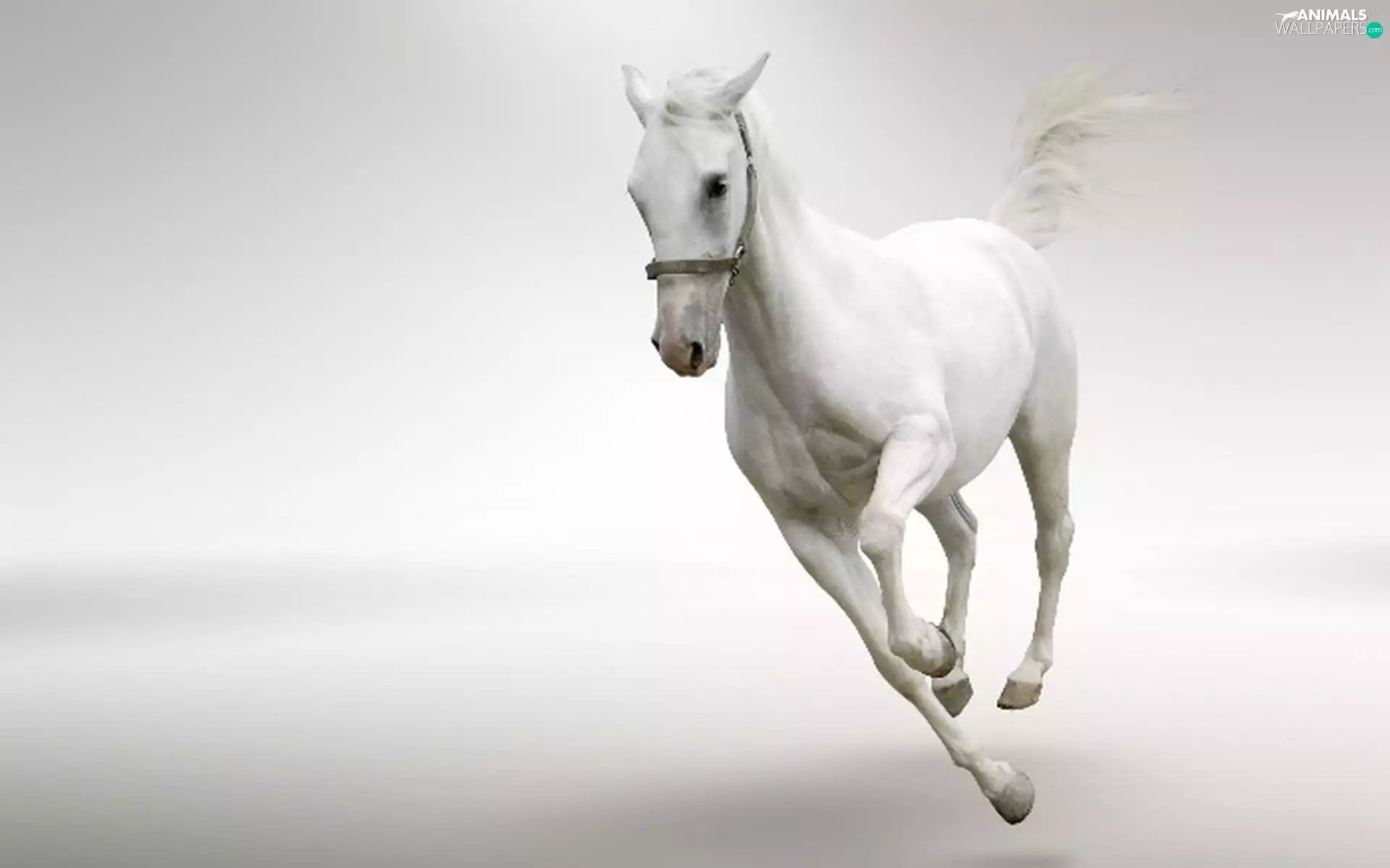 White, Horse
