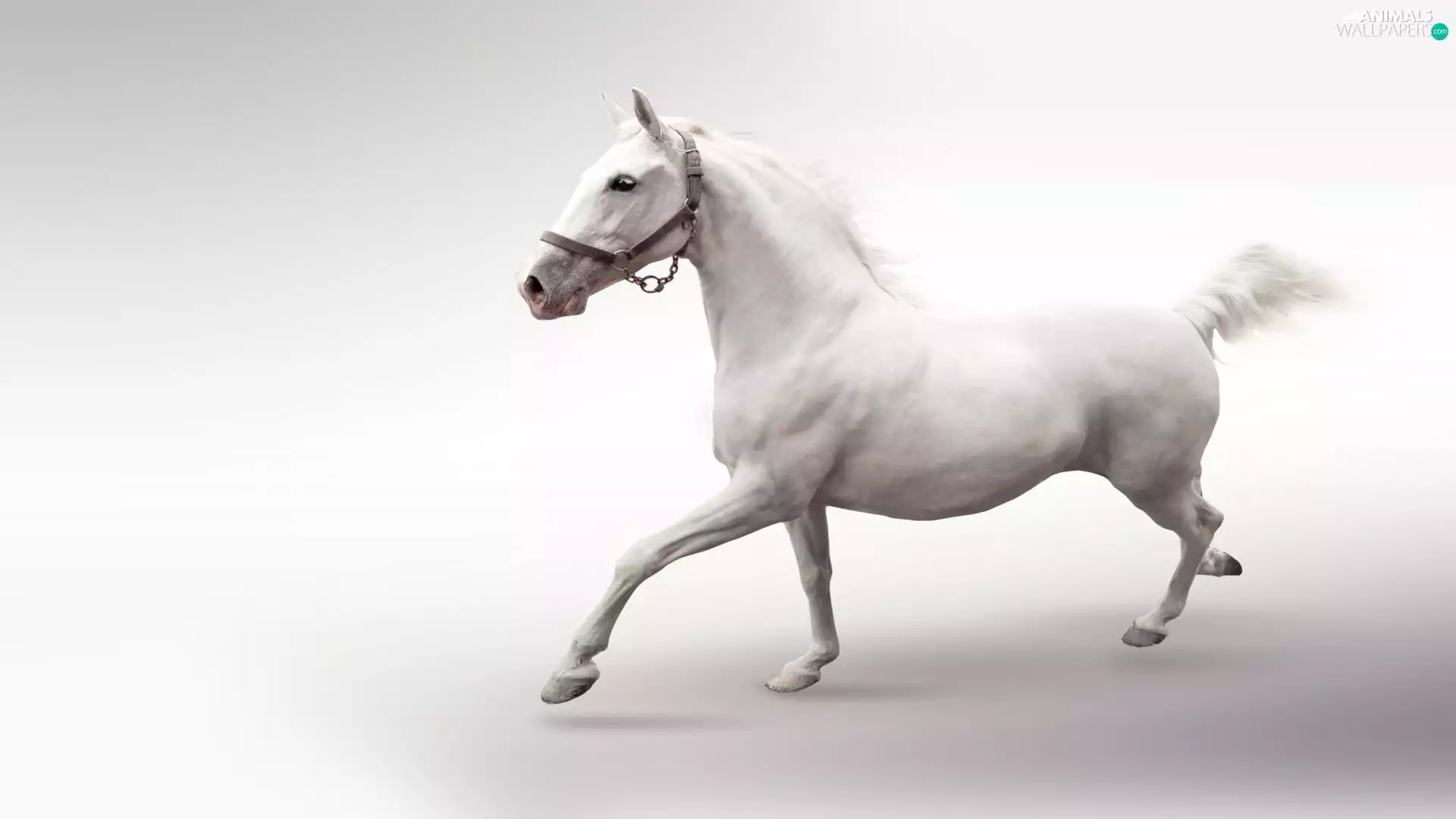 White, Horse