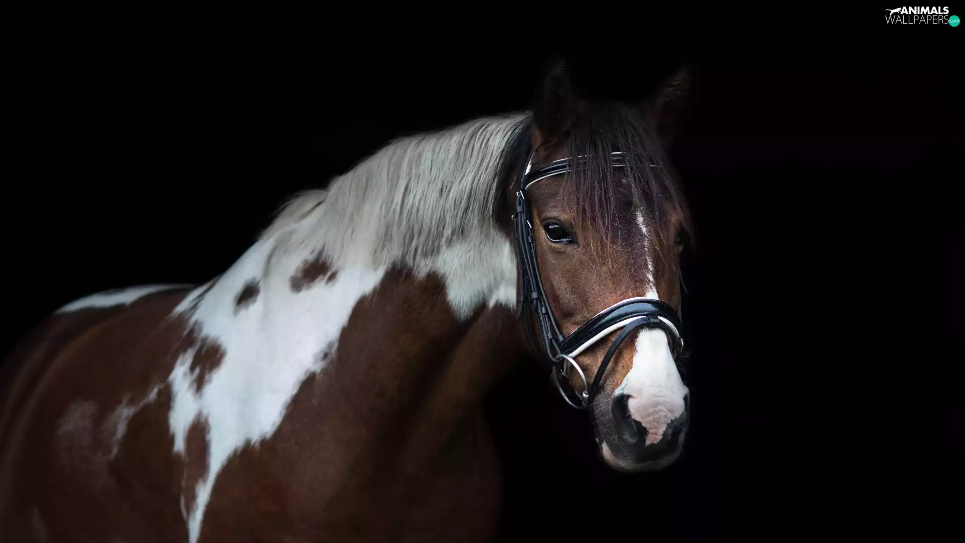 White-brown, Horse